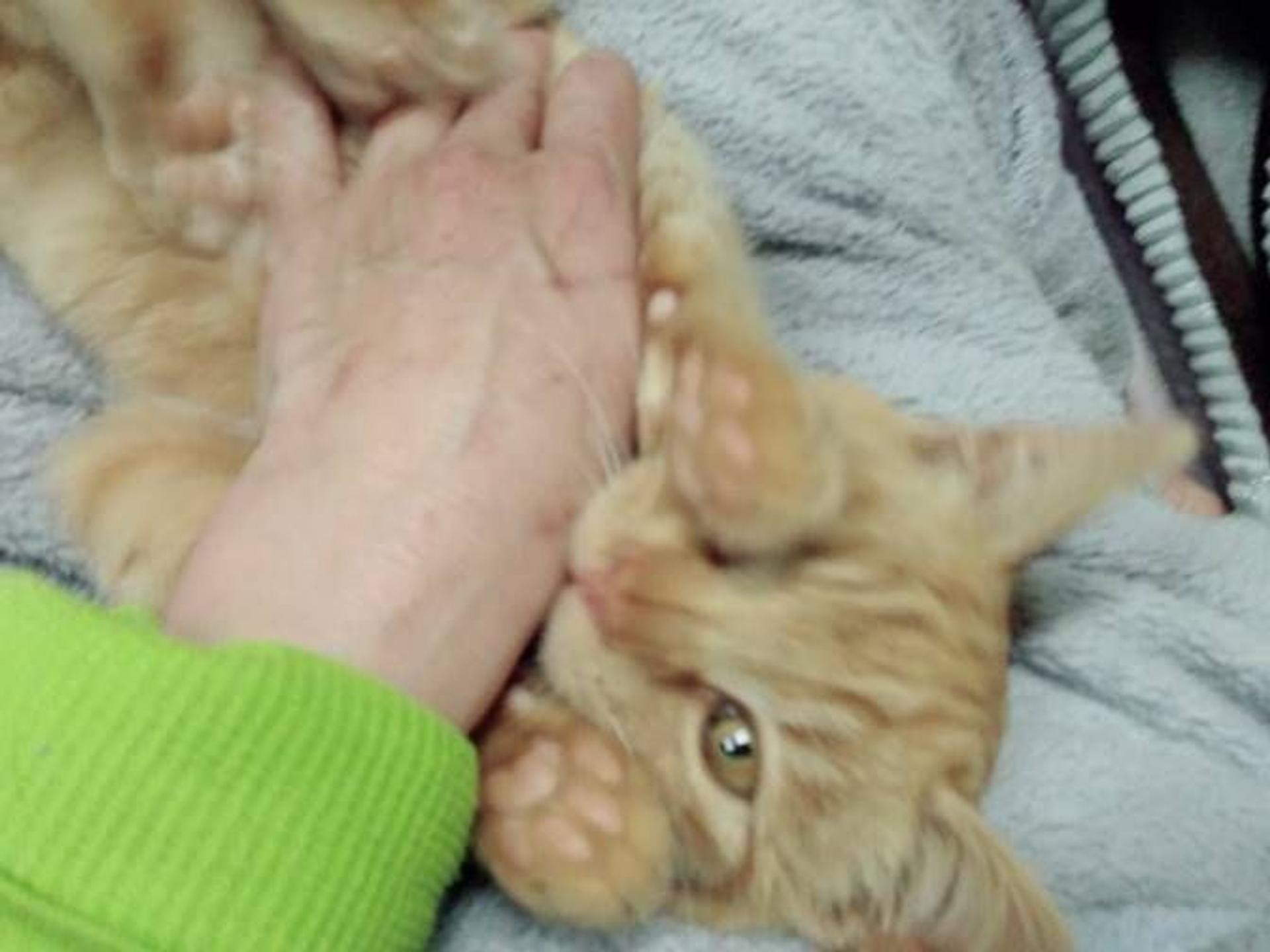 pet-image-2