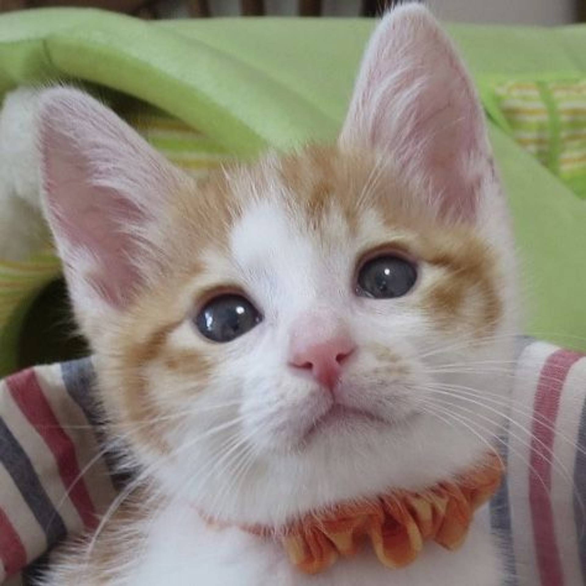 雑種（ミックス猫）・オスの里親募集の写真