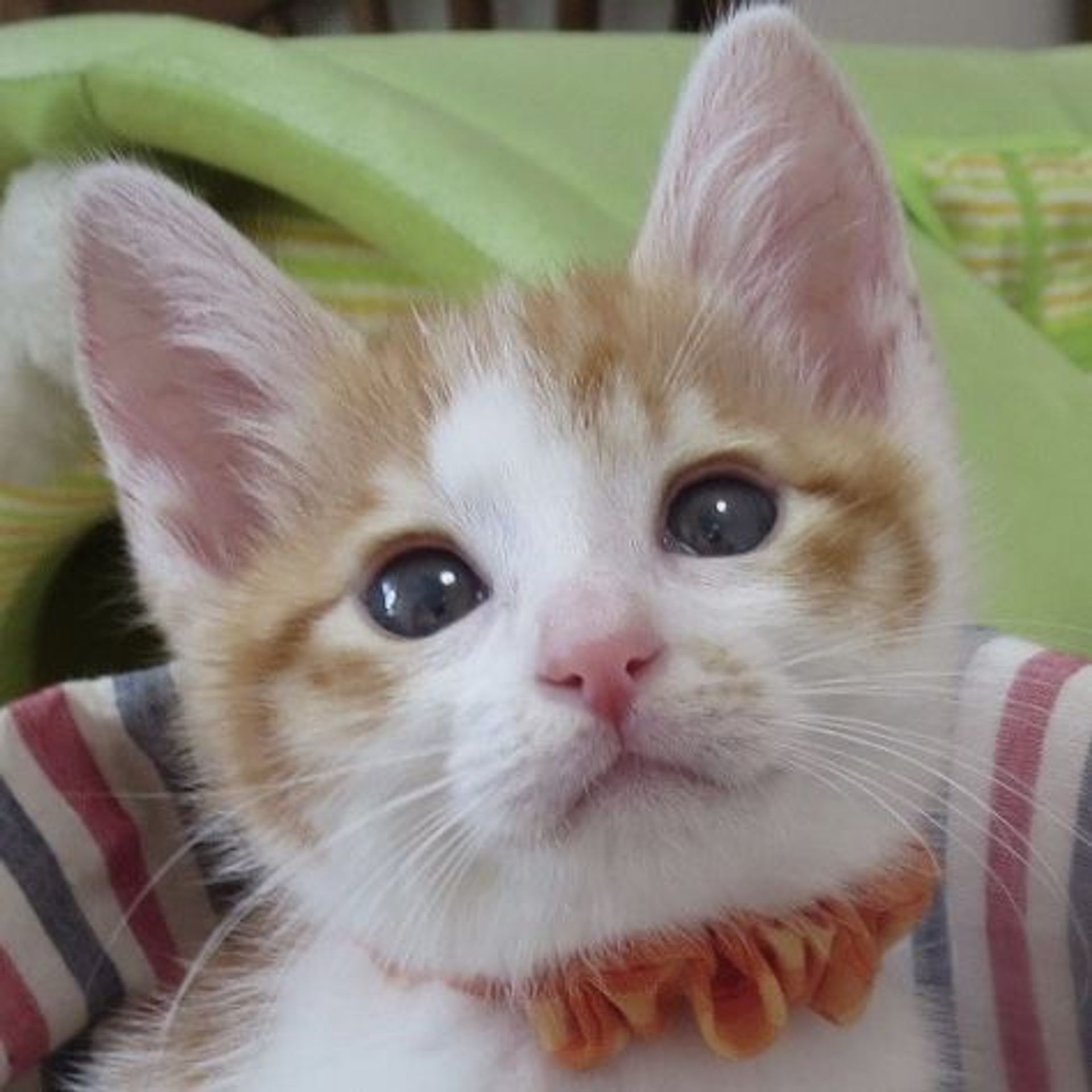 雑種（ミックス猫）・オスの里親募集の写真