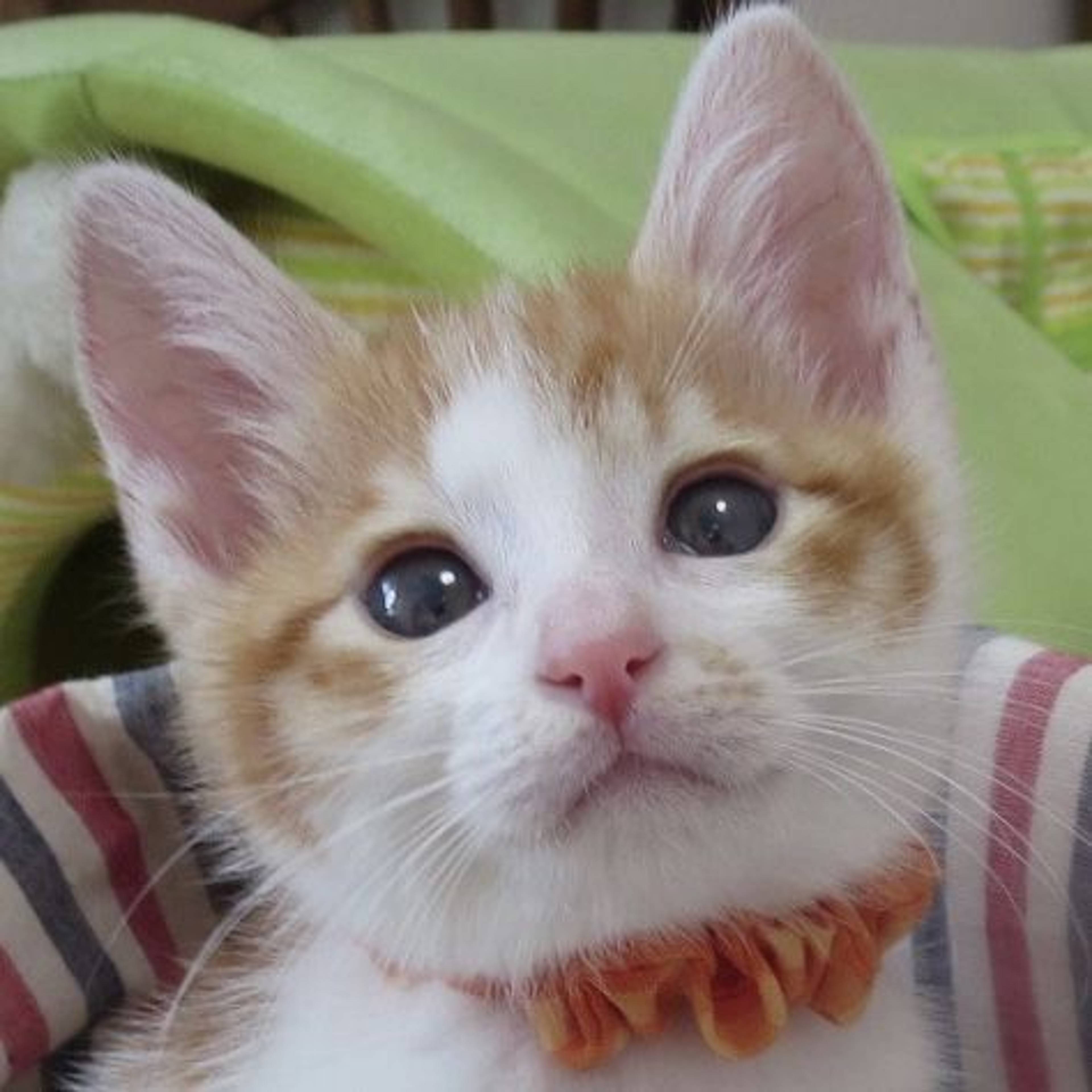 雑種（ミックス猫）・オスの里親募集の写真