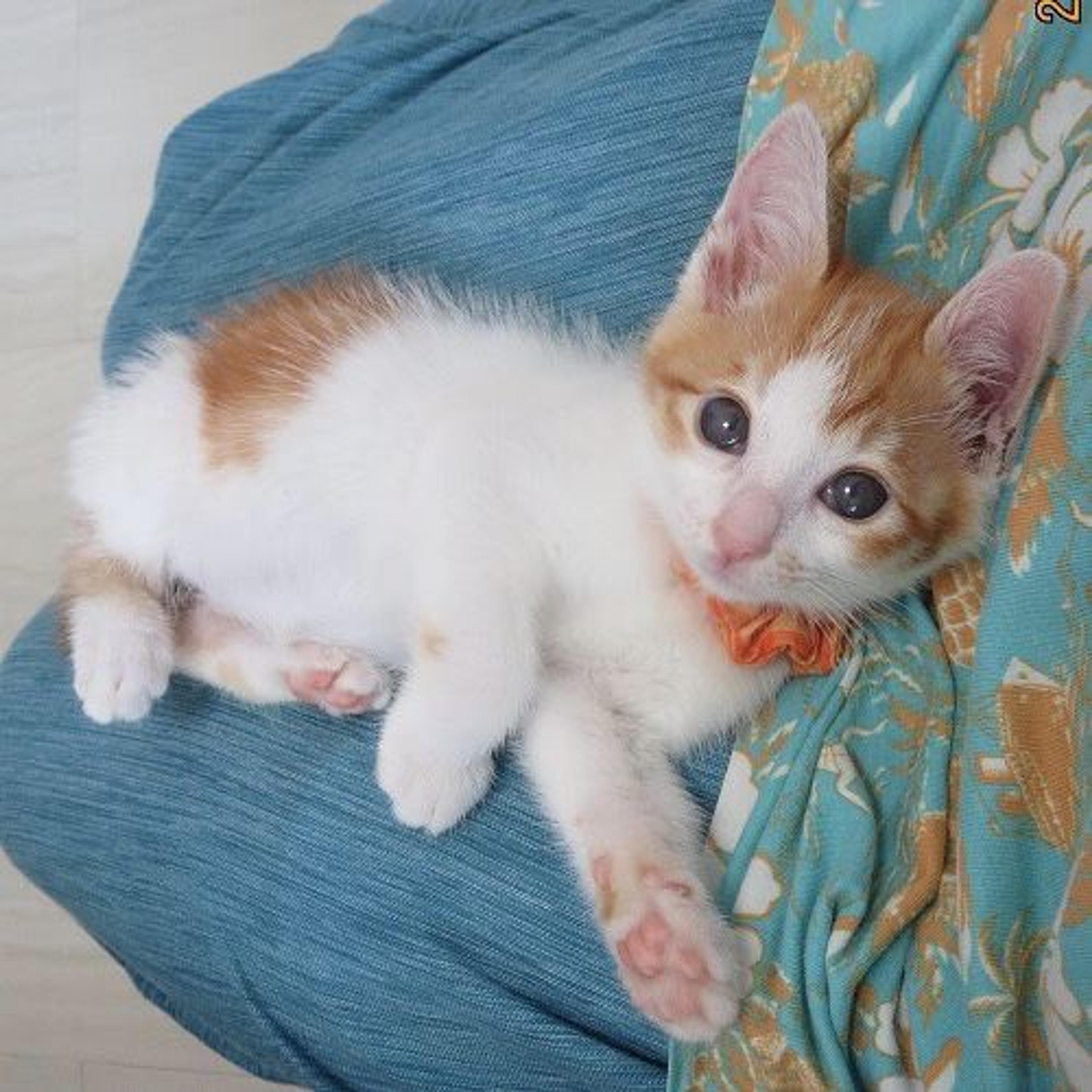 pet-image-2