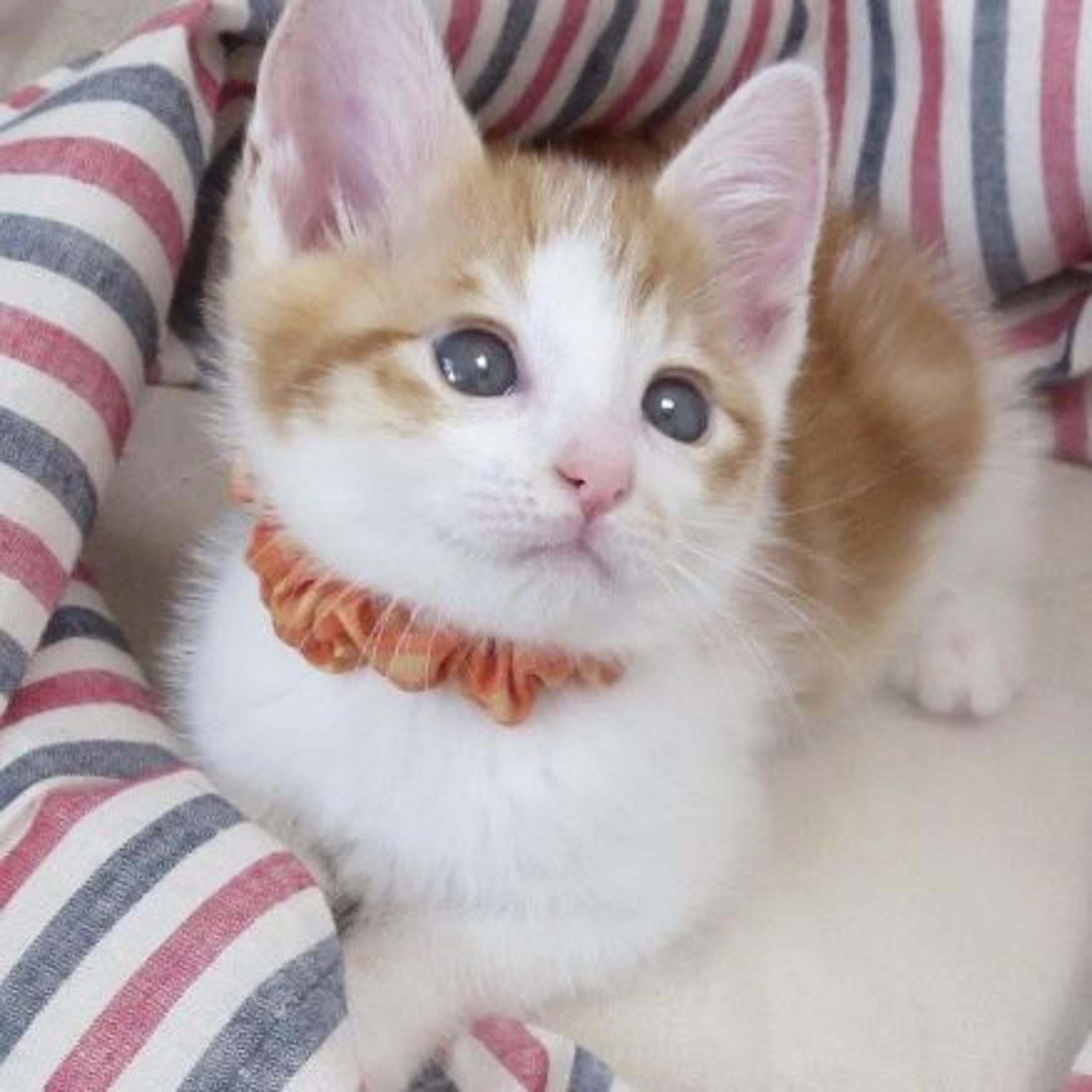 pet-image-3
