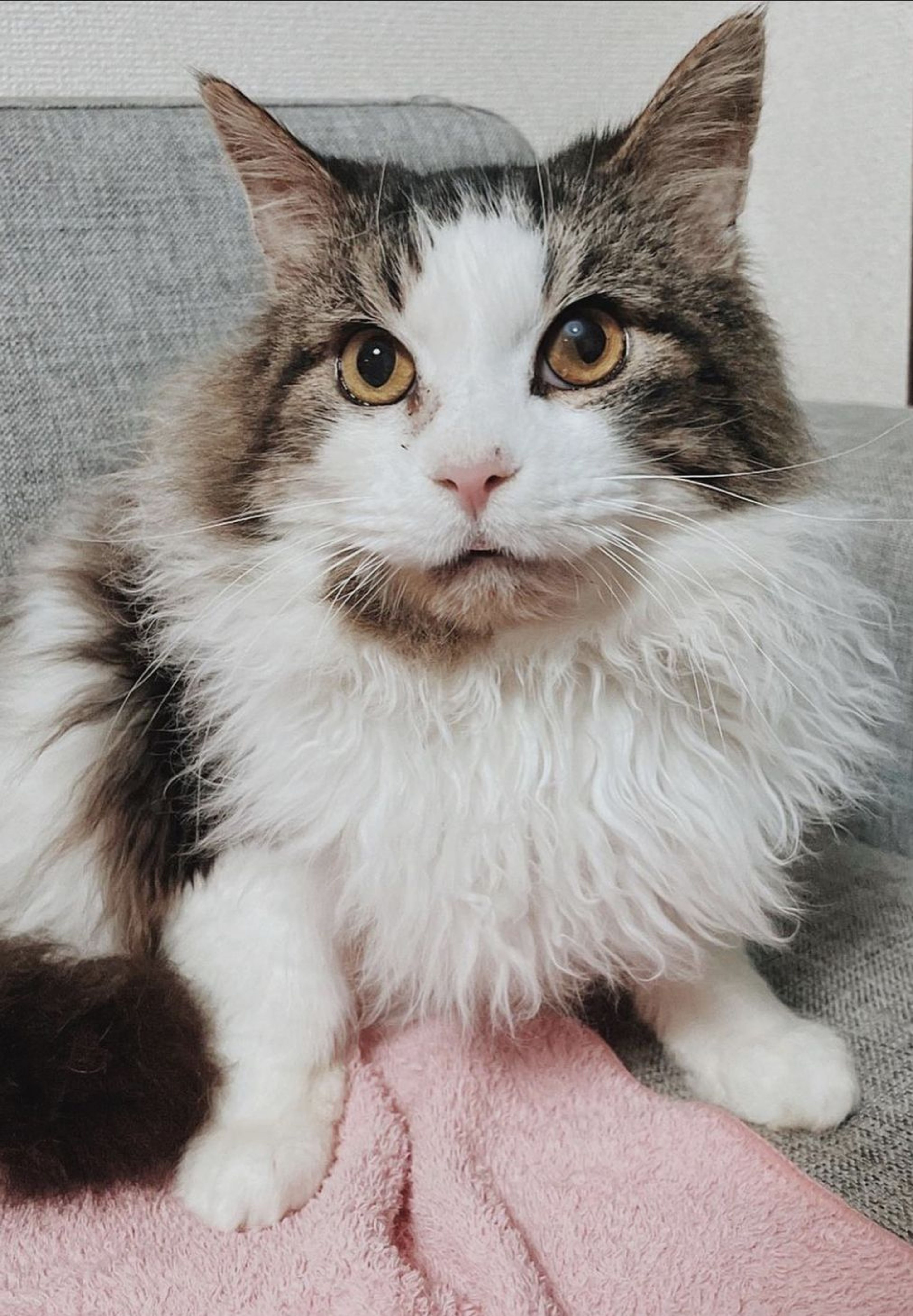 ノルウェージャンフォレストキャット・オスの里親募集の写真