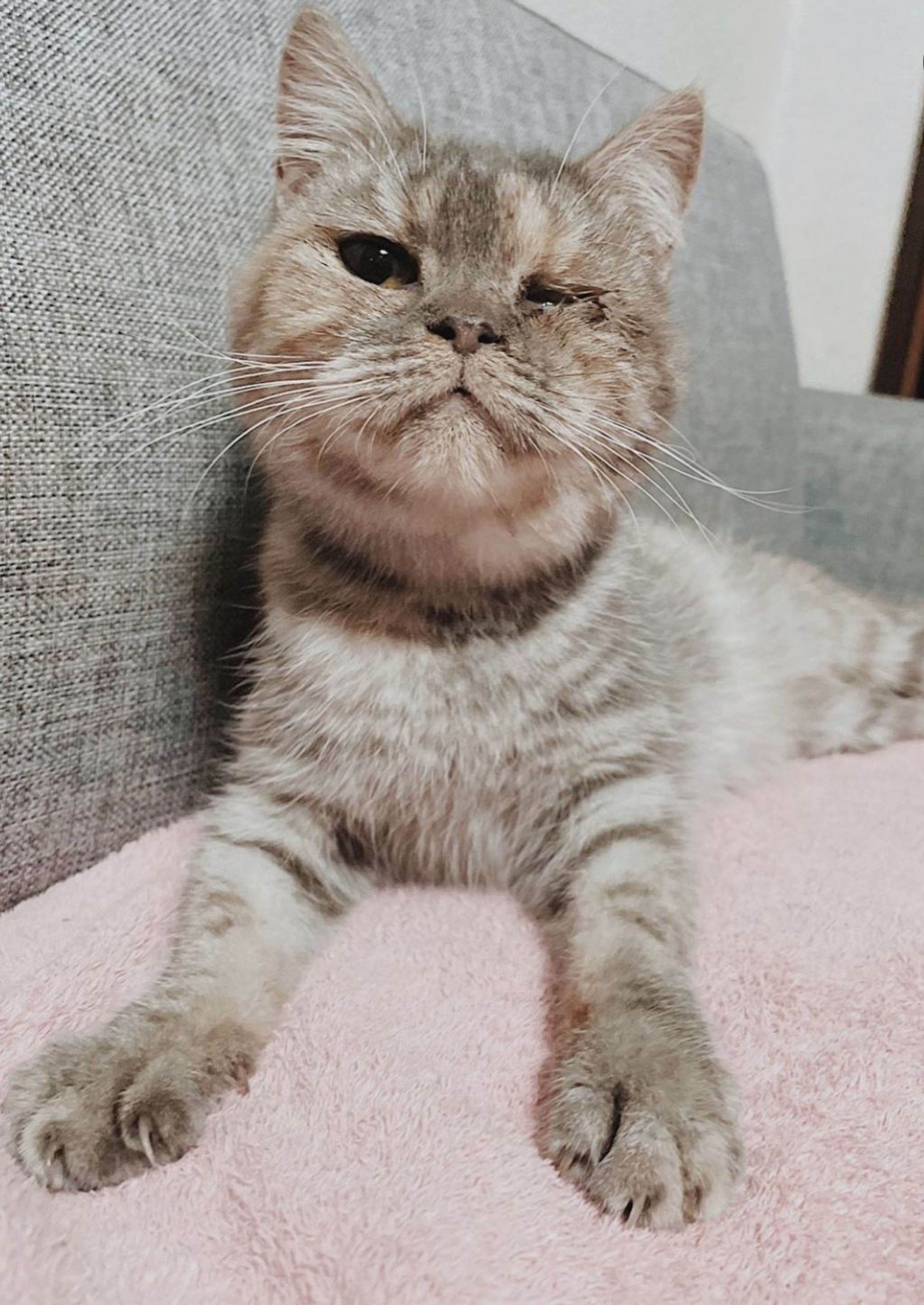 雑種（ミックス猫）・メスの里親募集の写真