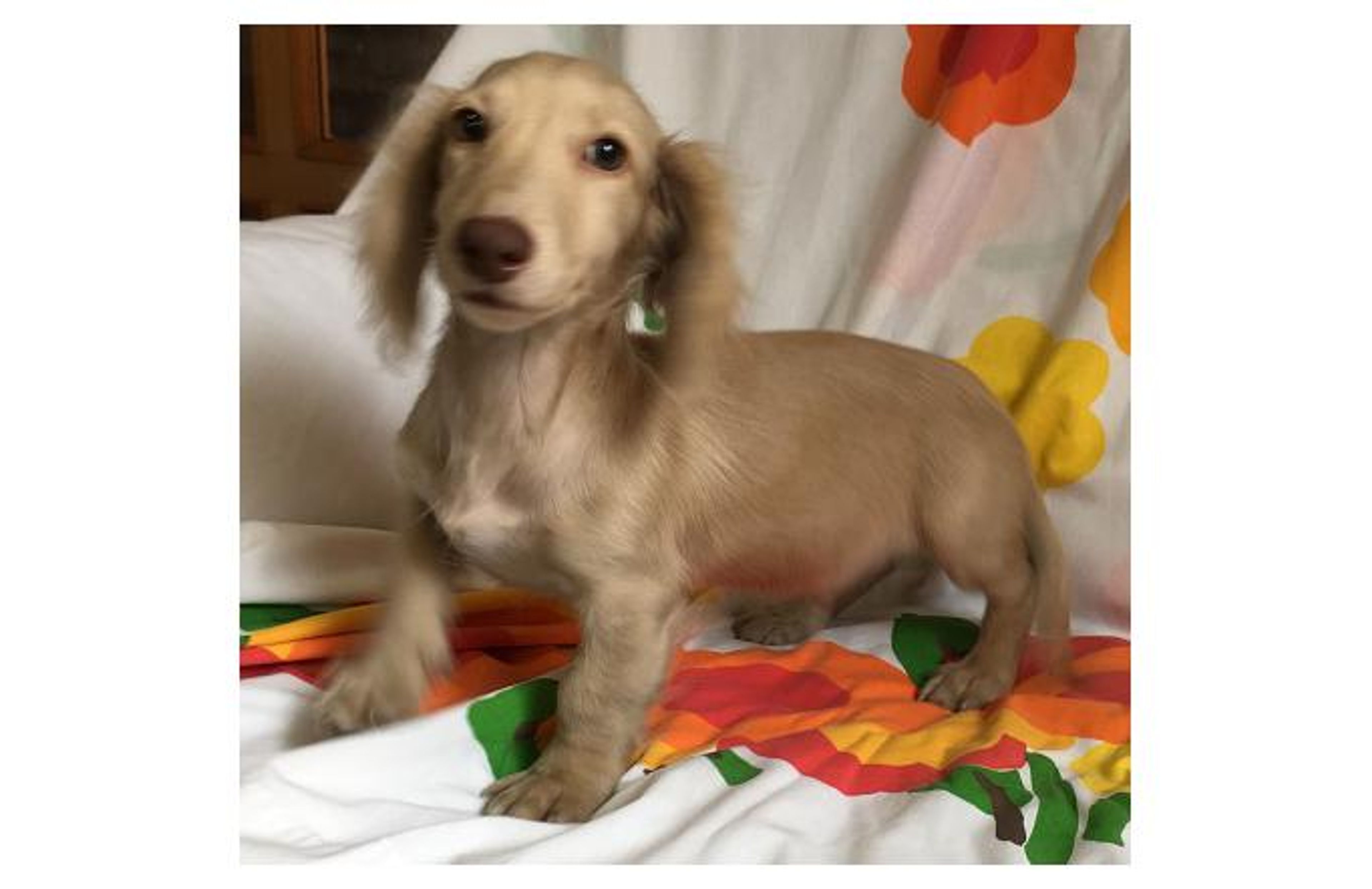 ミニチュア・ダックスフンド・オスの里親募集の写真