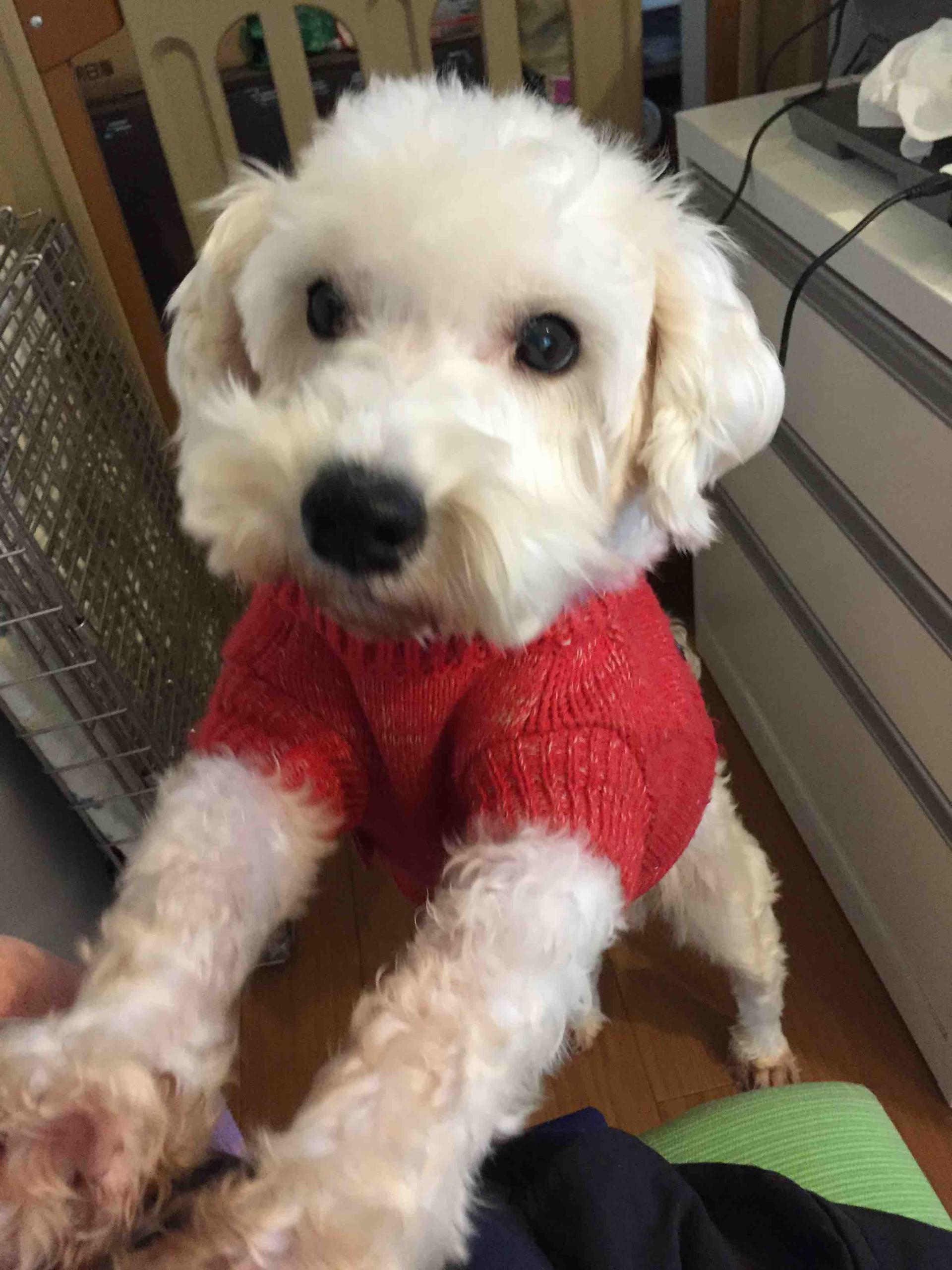 pet-image-3