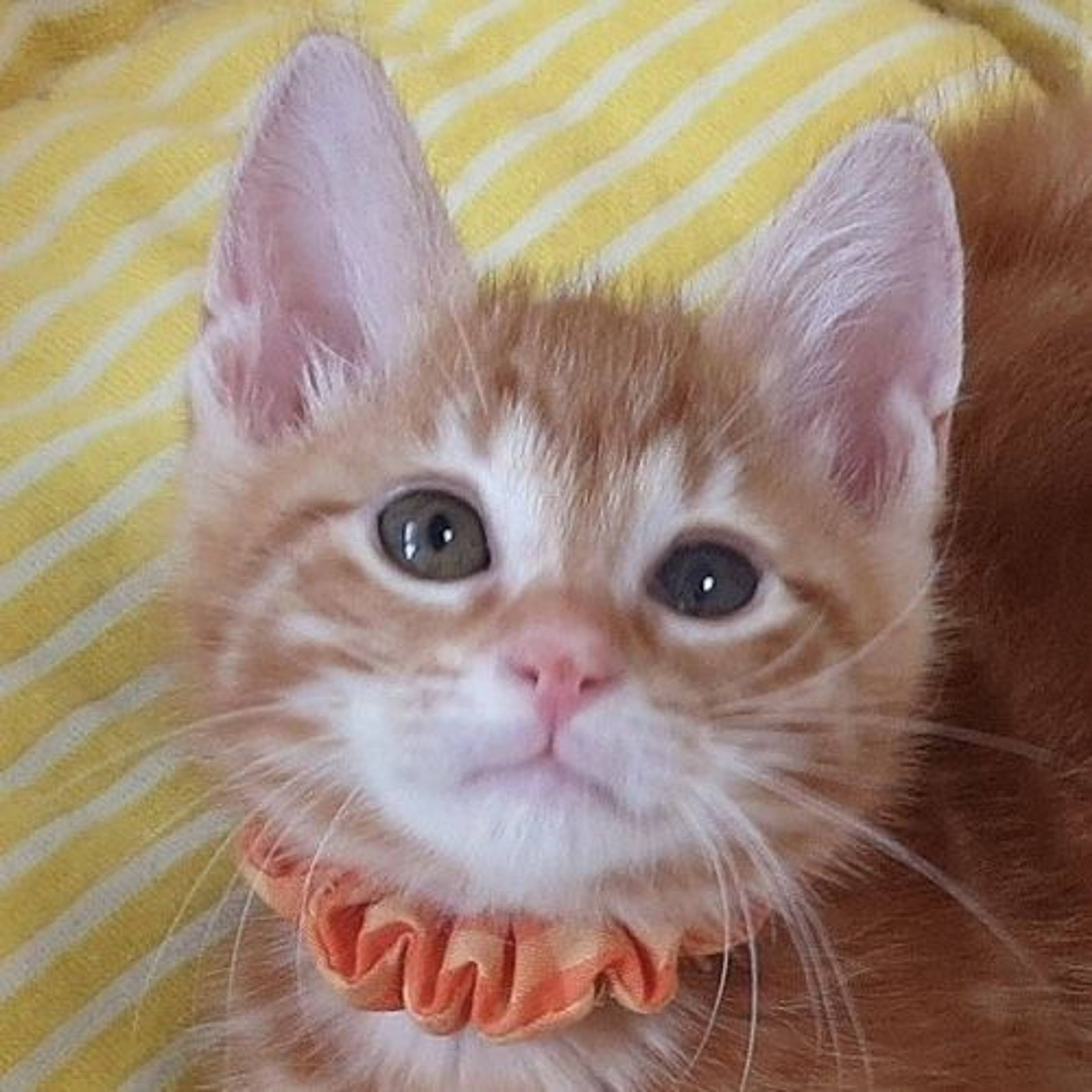 雑種（ミックス猫）・オスの里親募集の写真