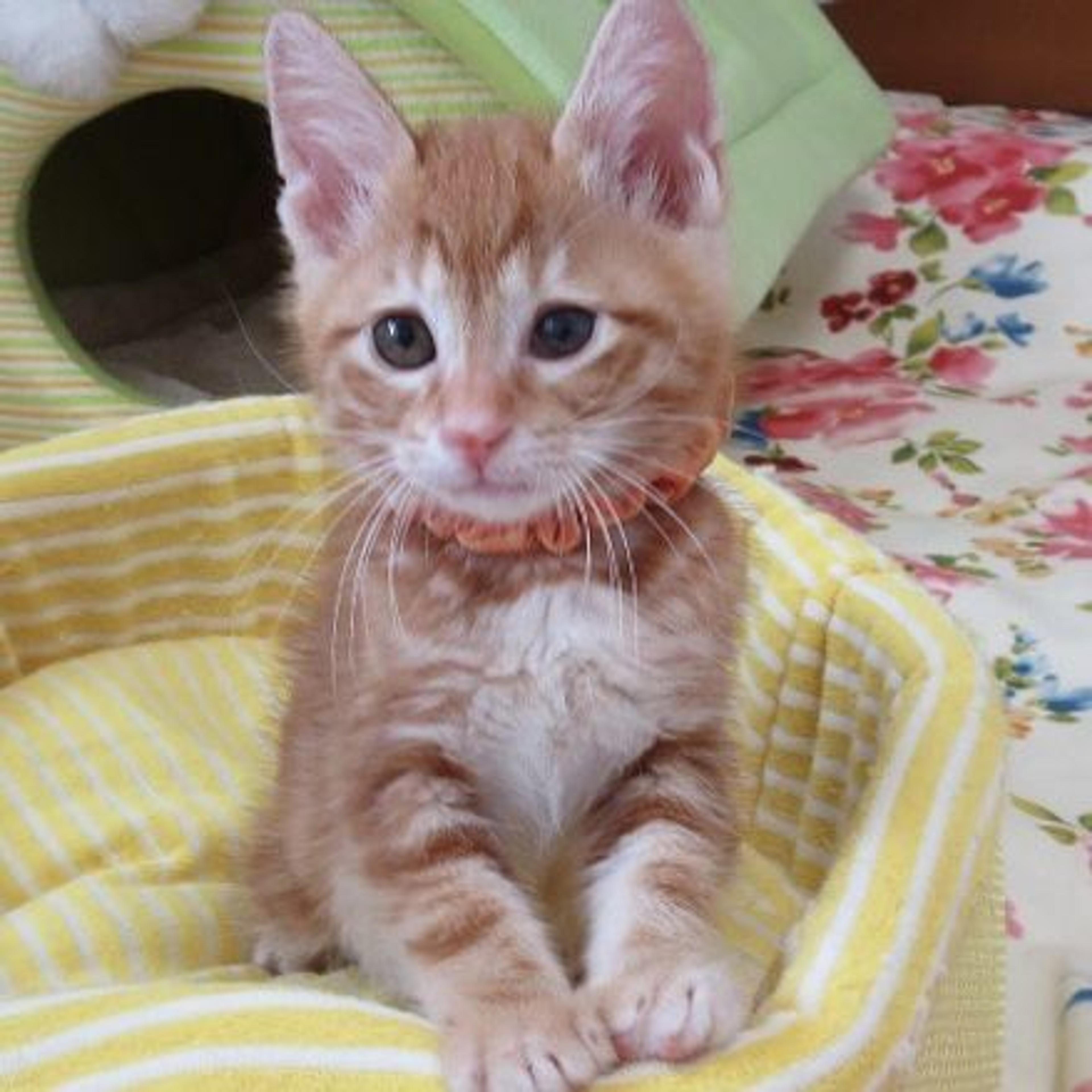 pet-image-2