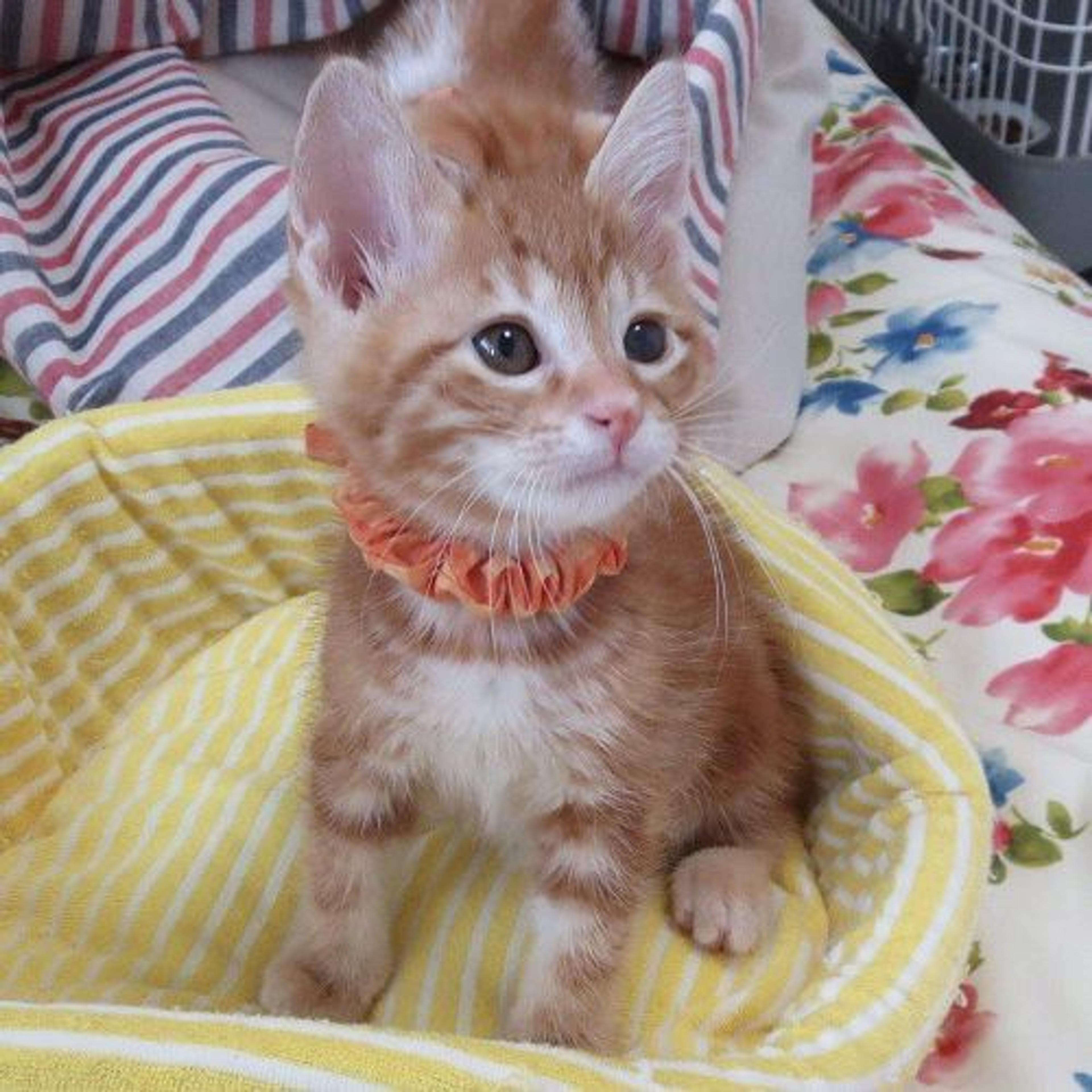 pet-image-3