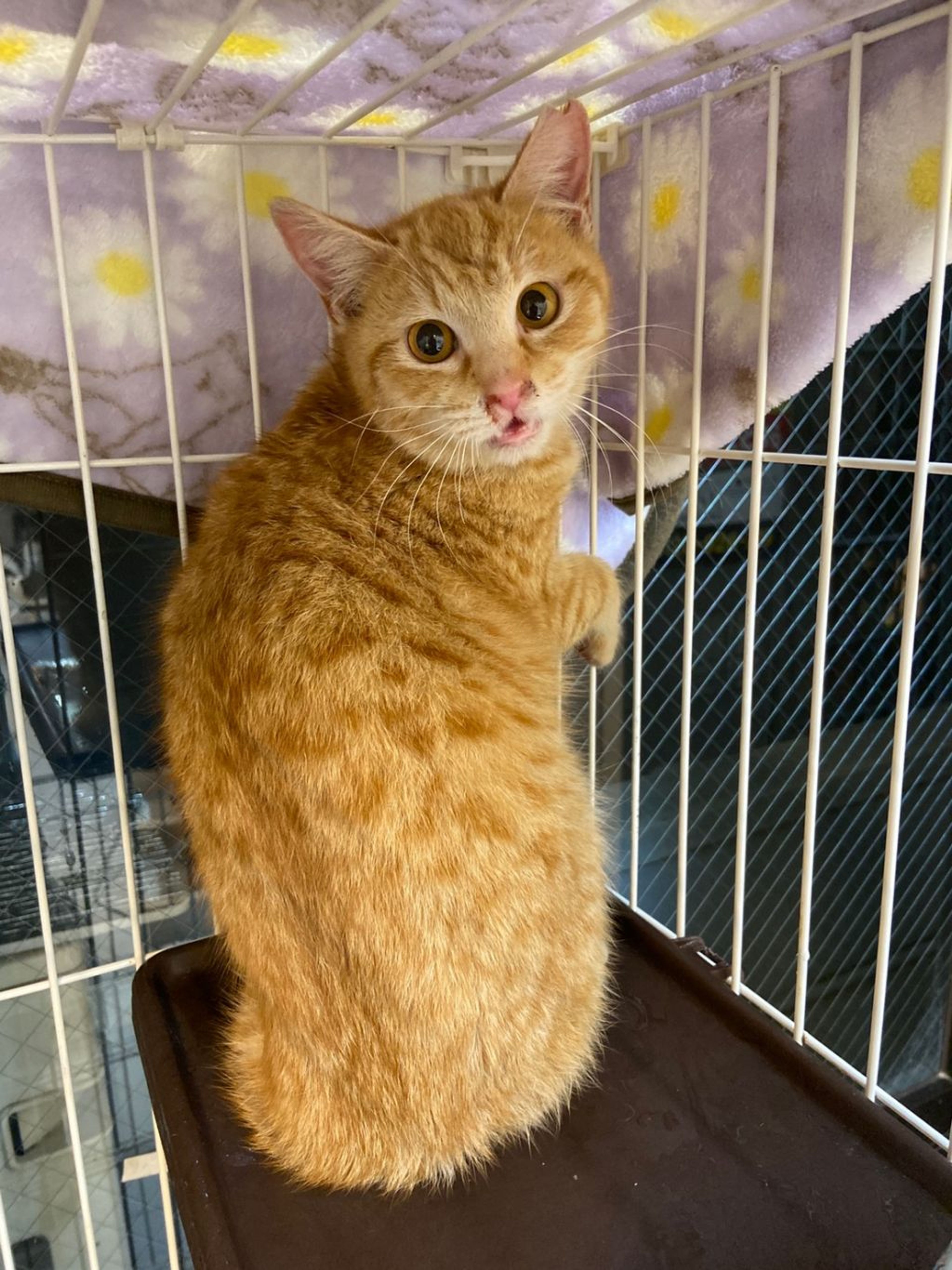 雑種（ミックス猫）・メスの里親募集の写真