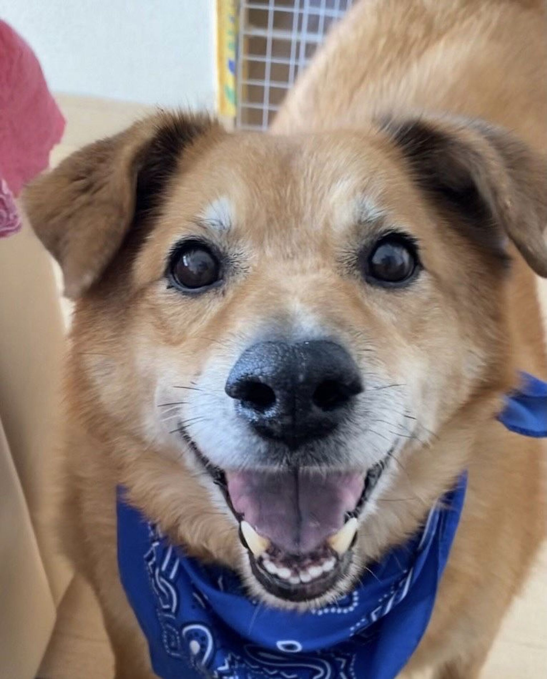 雑種（ミックス犬）・オスの里親募集の写真