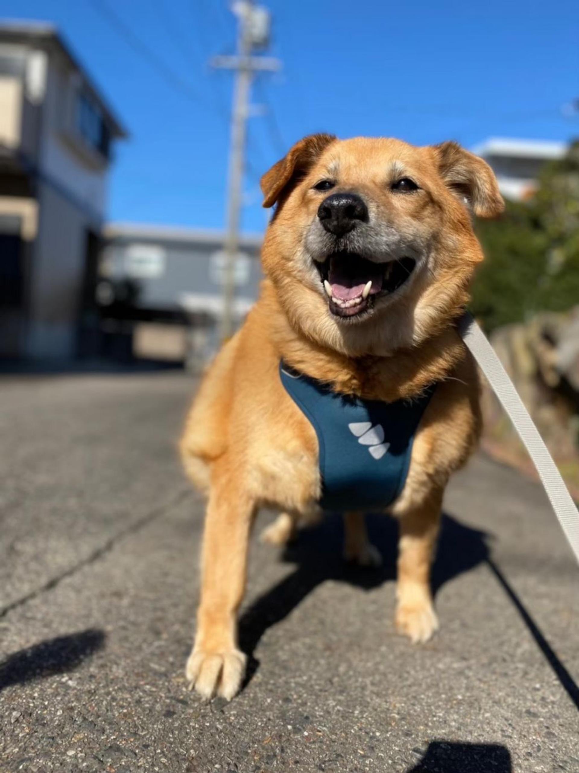 pet-image-6