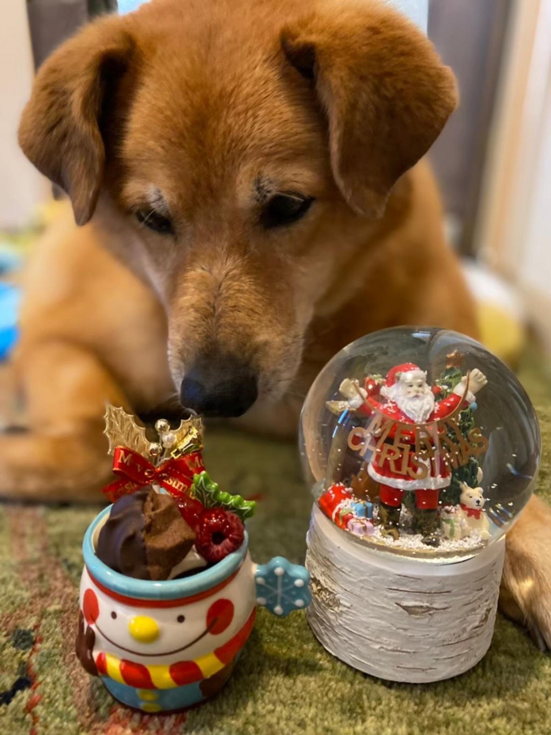 pet-image-8
