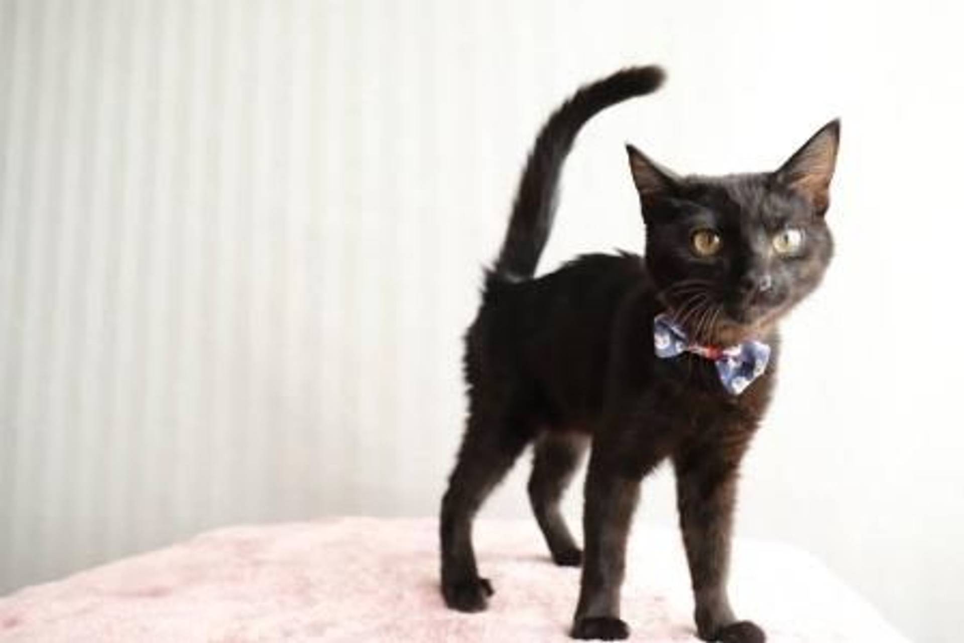 雑種（ミックス猫）・オスの里親募集の写真
