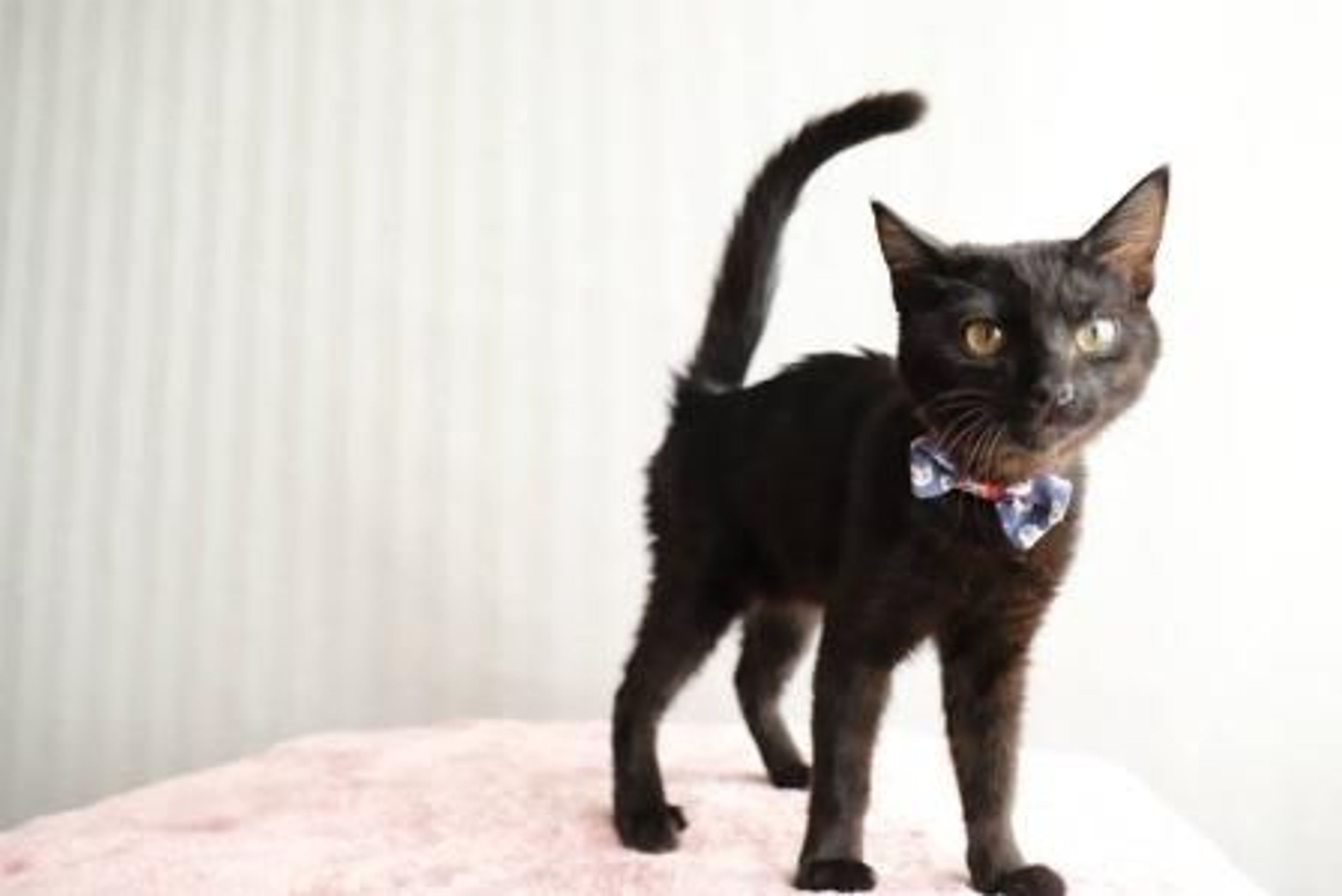 雑種（ミックス猫）・オスの里親募集の写真