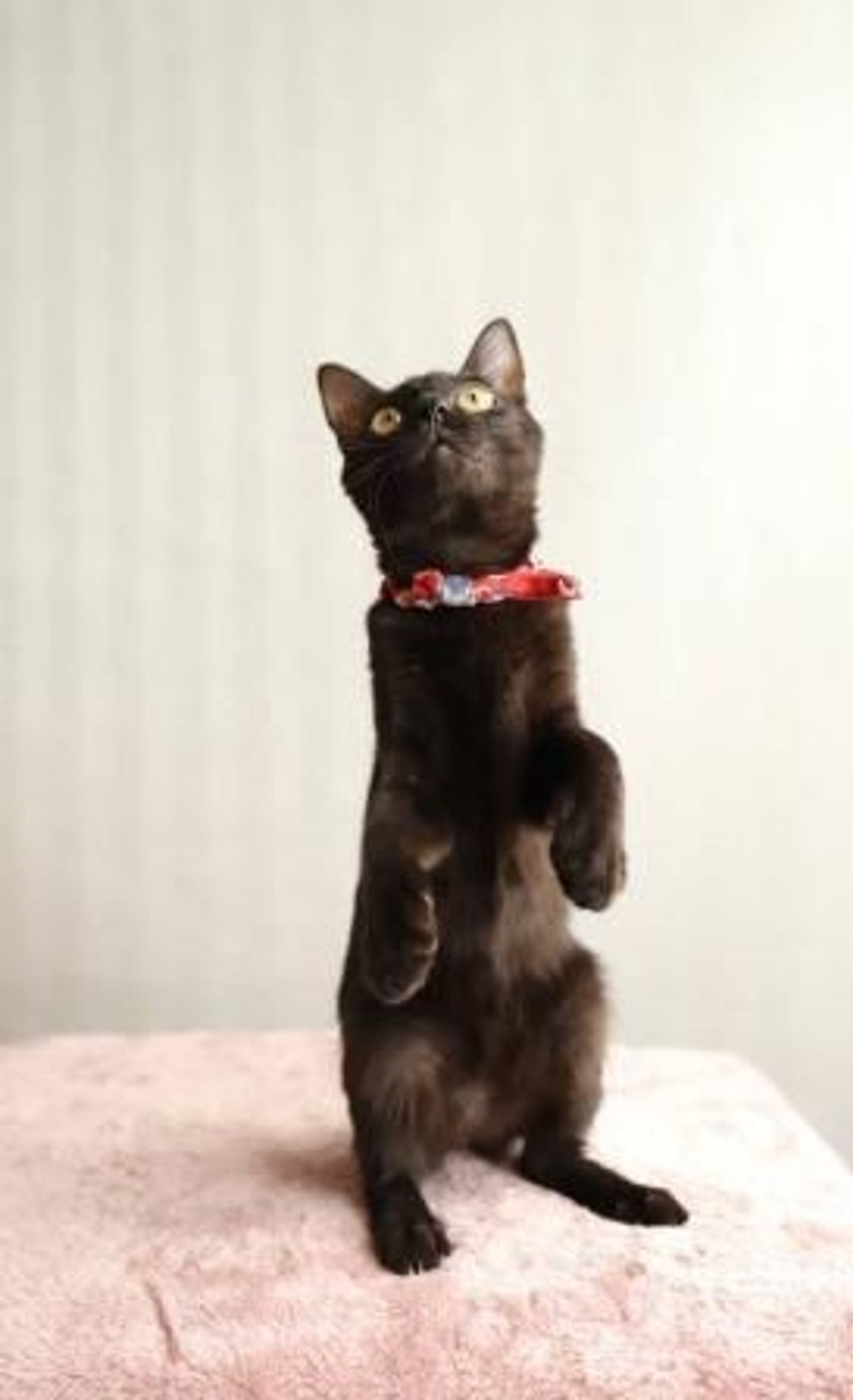 雑種（ミックス猫）・メスの里親募集の写真