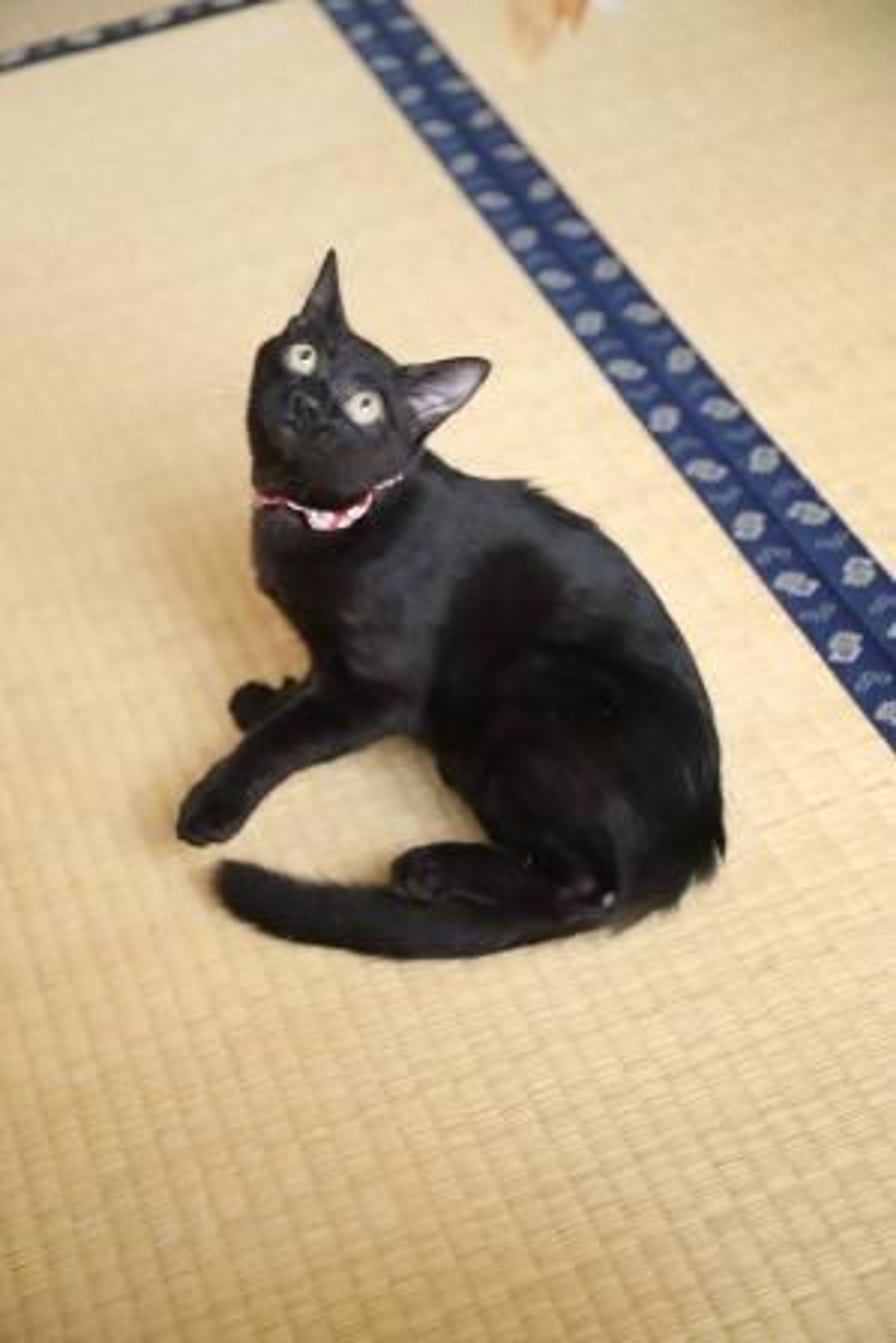 pet-image-4
