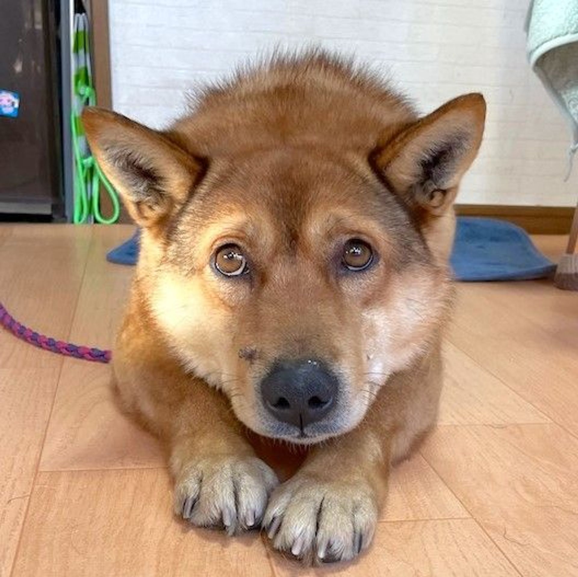 雑種（ミックス犬）・オスの里親募集の写真