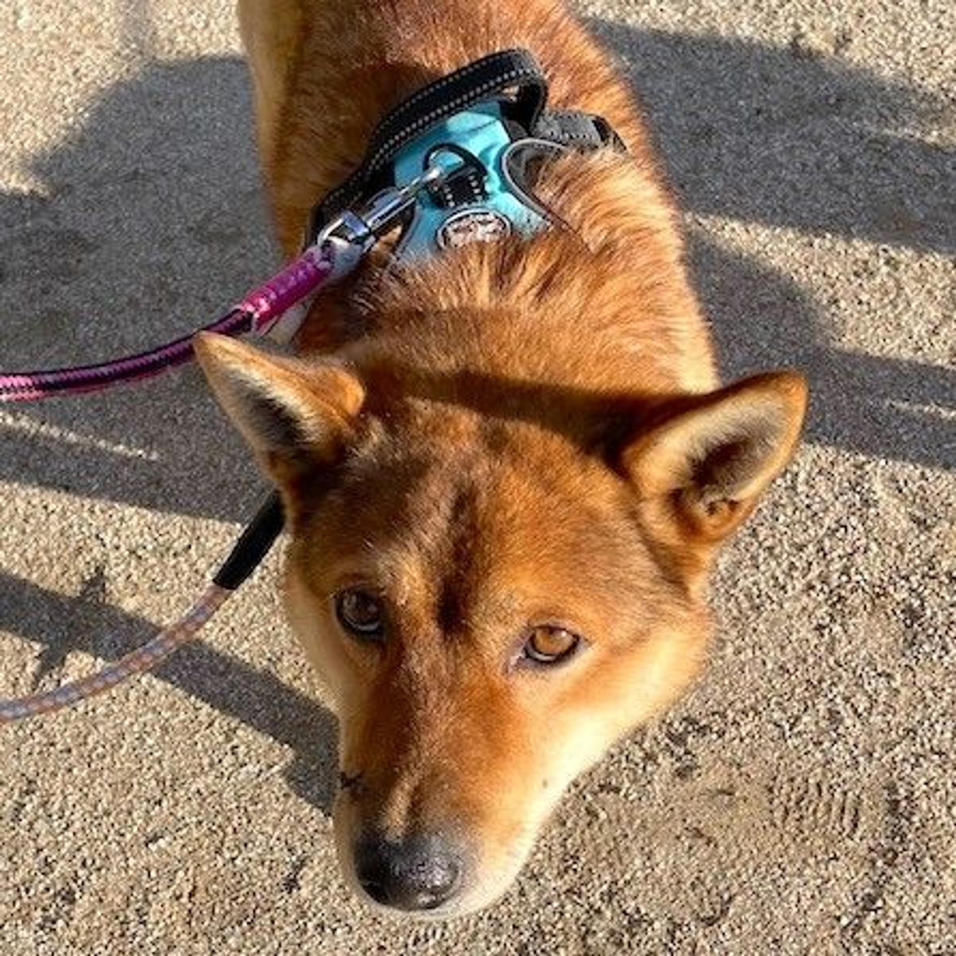 pet-image-2
