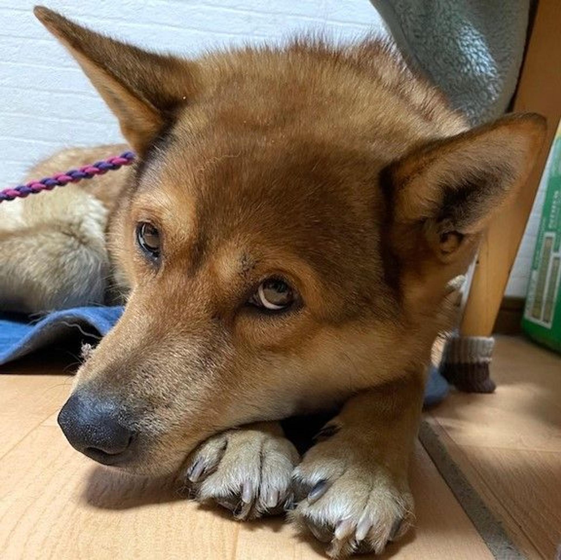 pet-image-3