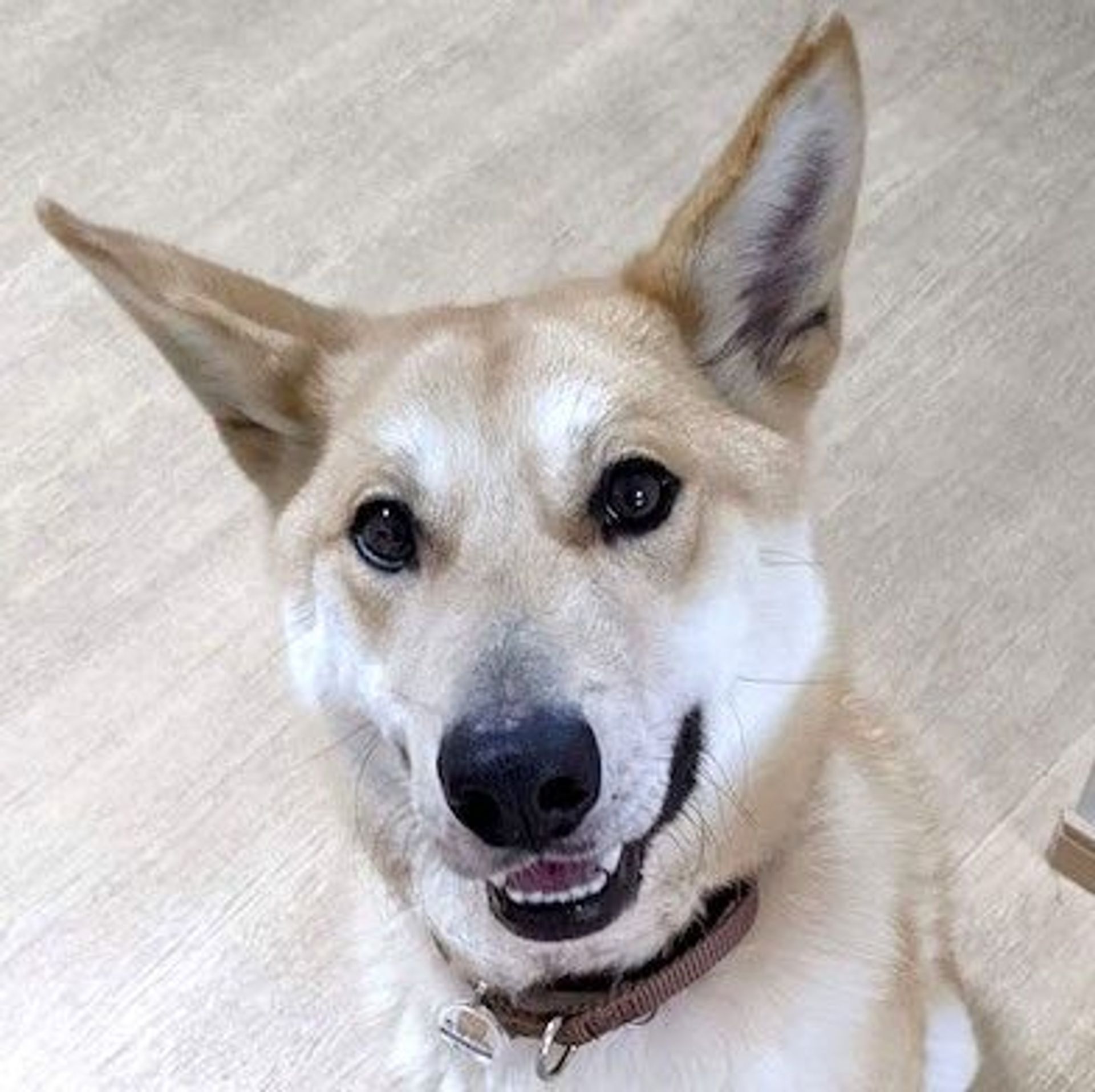 雑種（ミックス犬）・オスの里親募集の写真