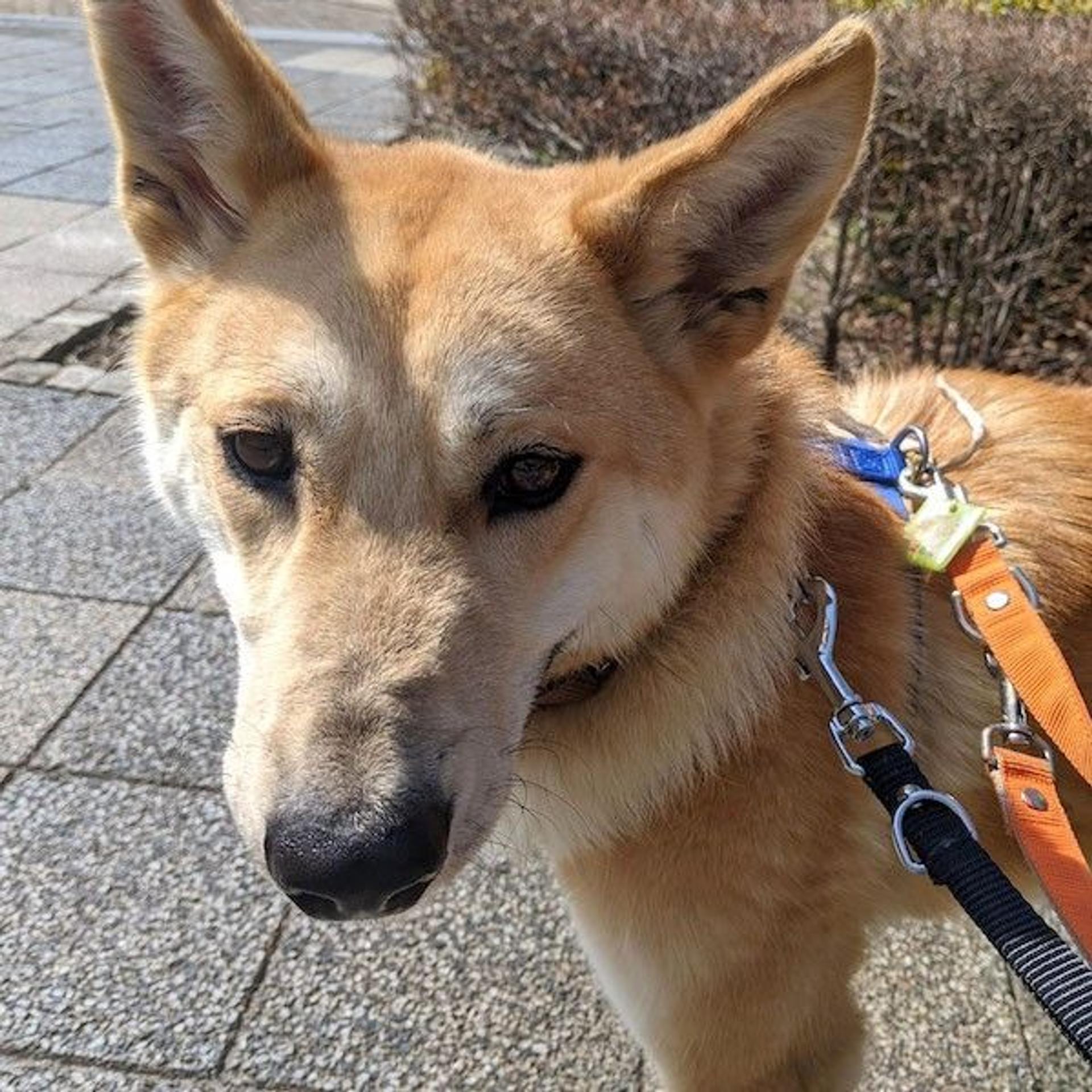 pet-image-2