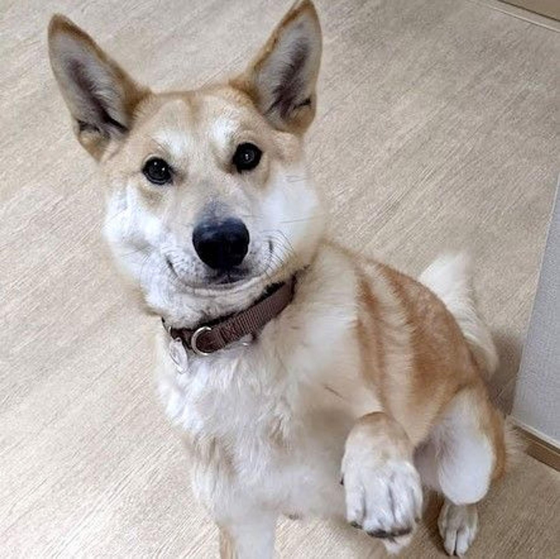 pet-image-3