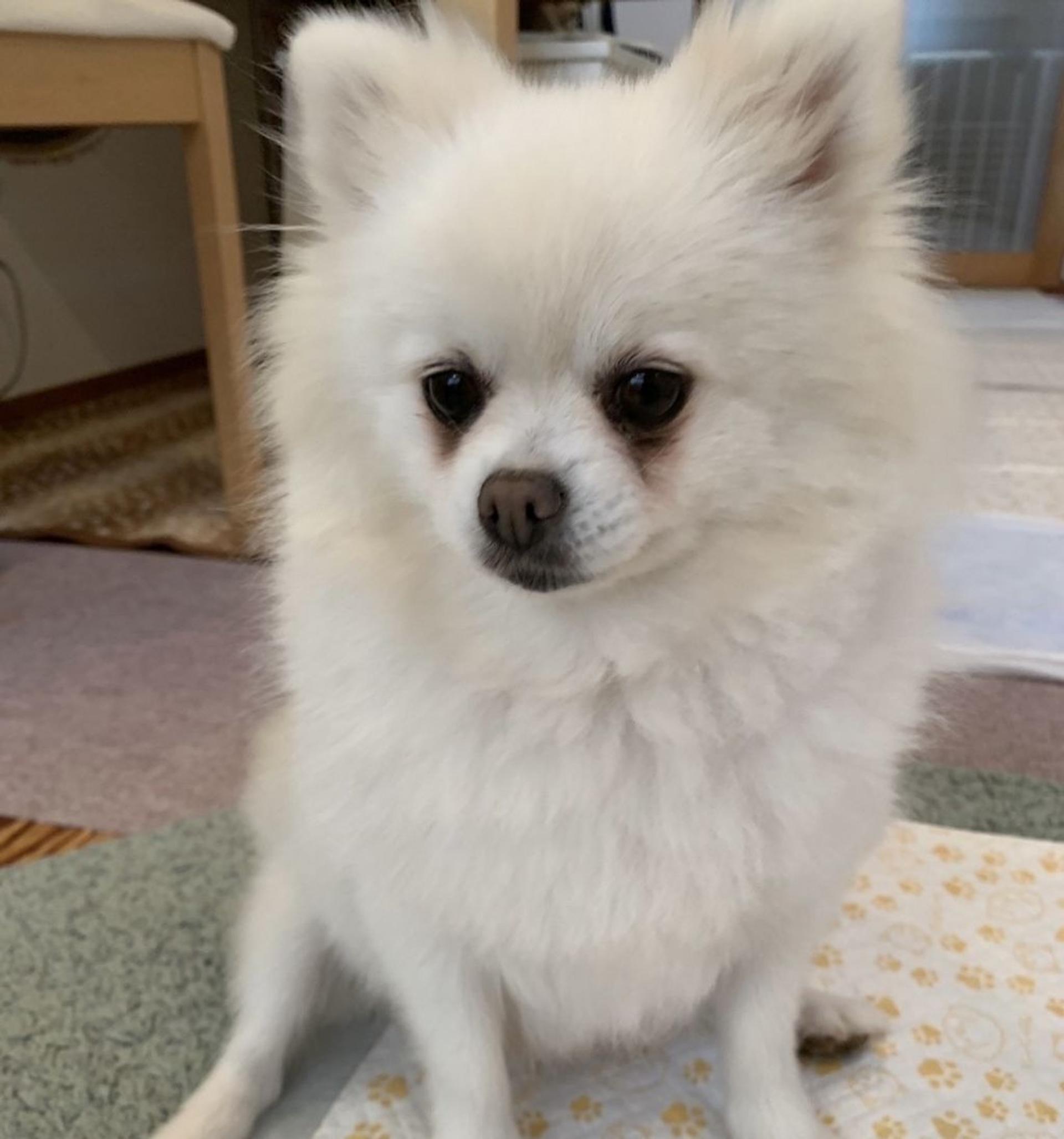 pet-image-5