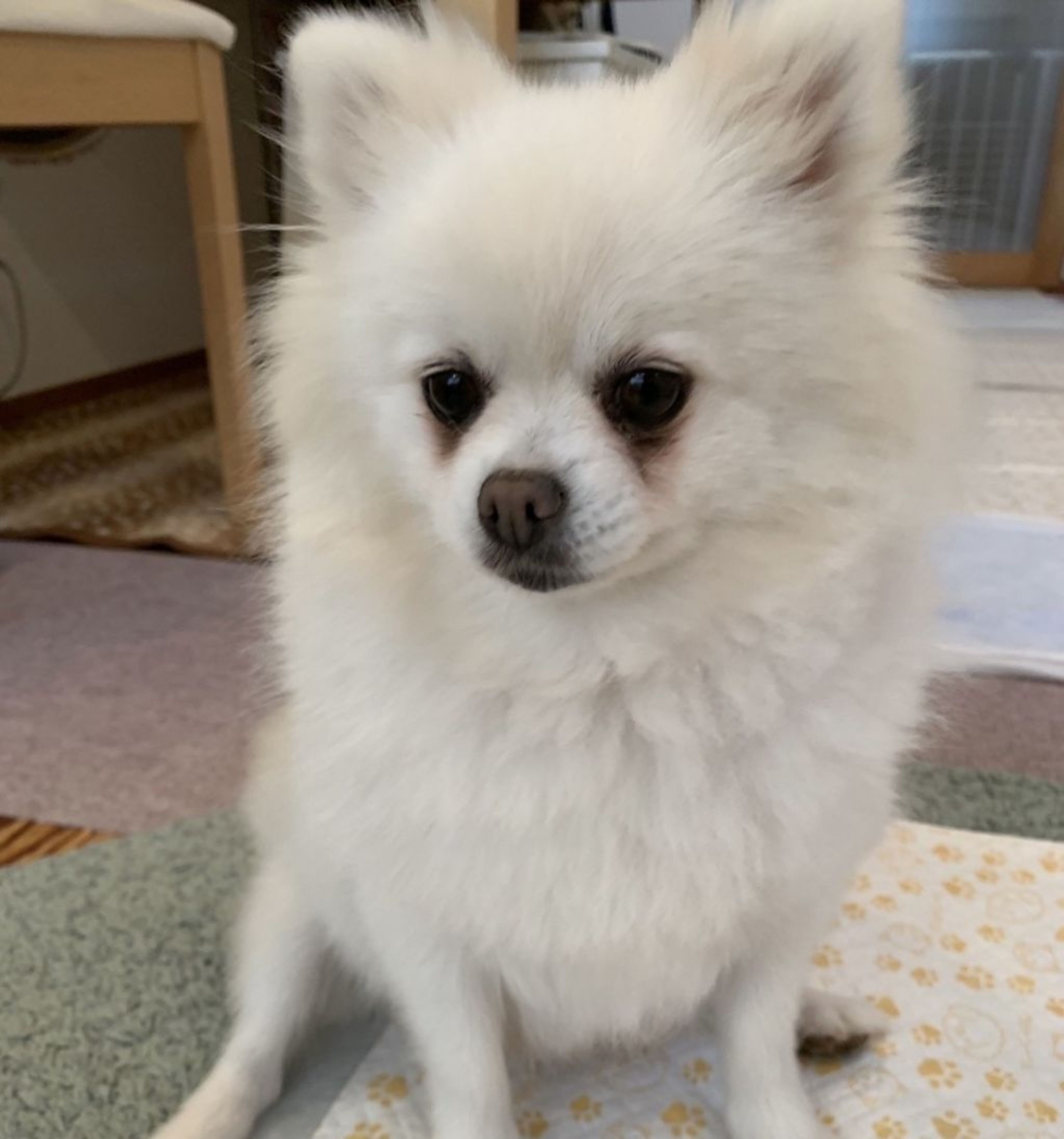 pet-image-5