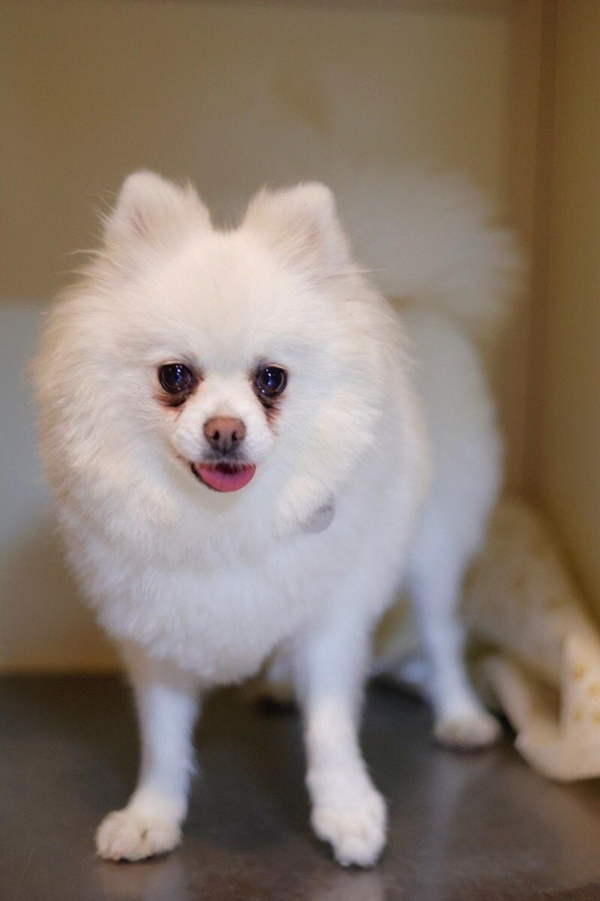 pet-image-6