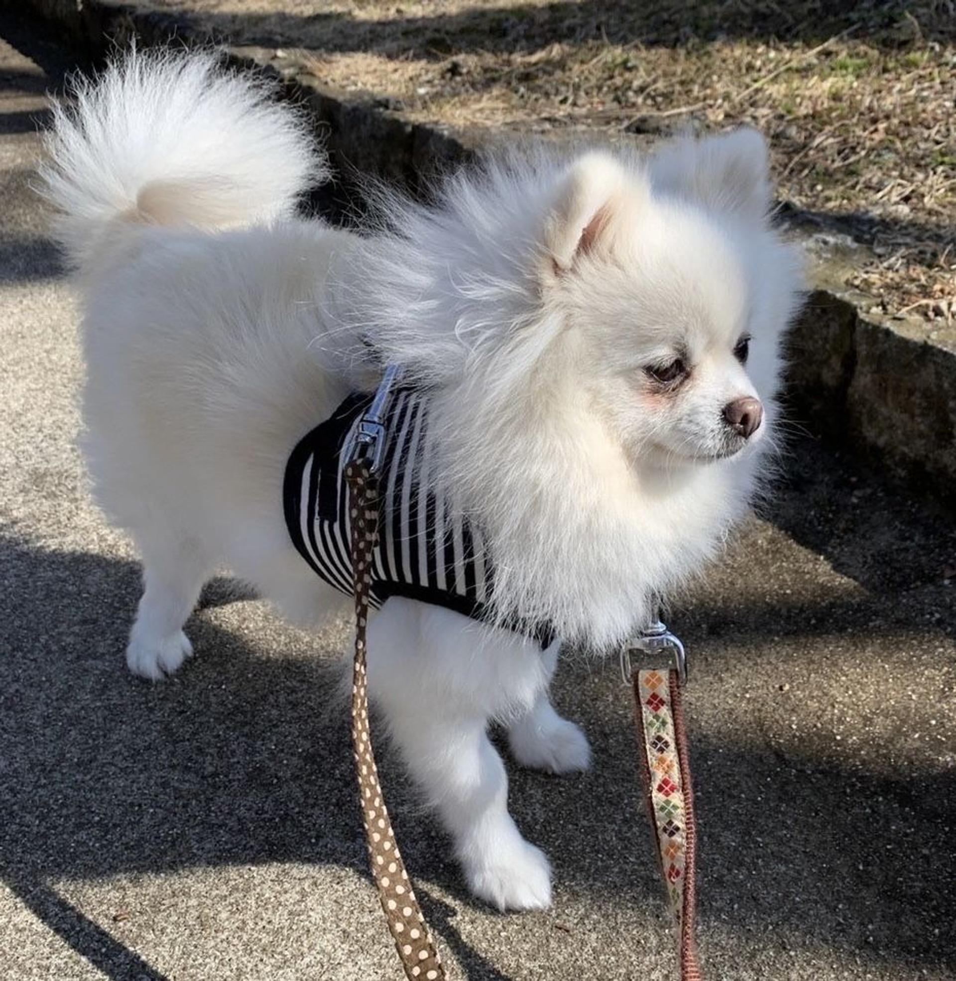 pet-image-7