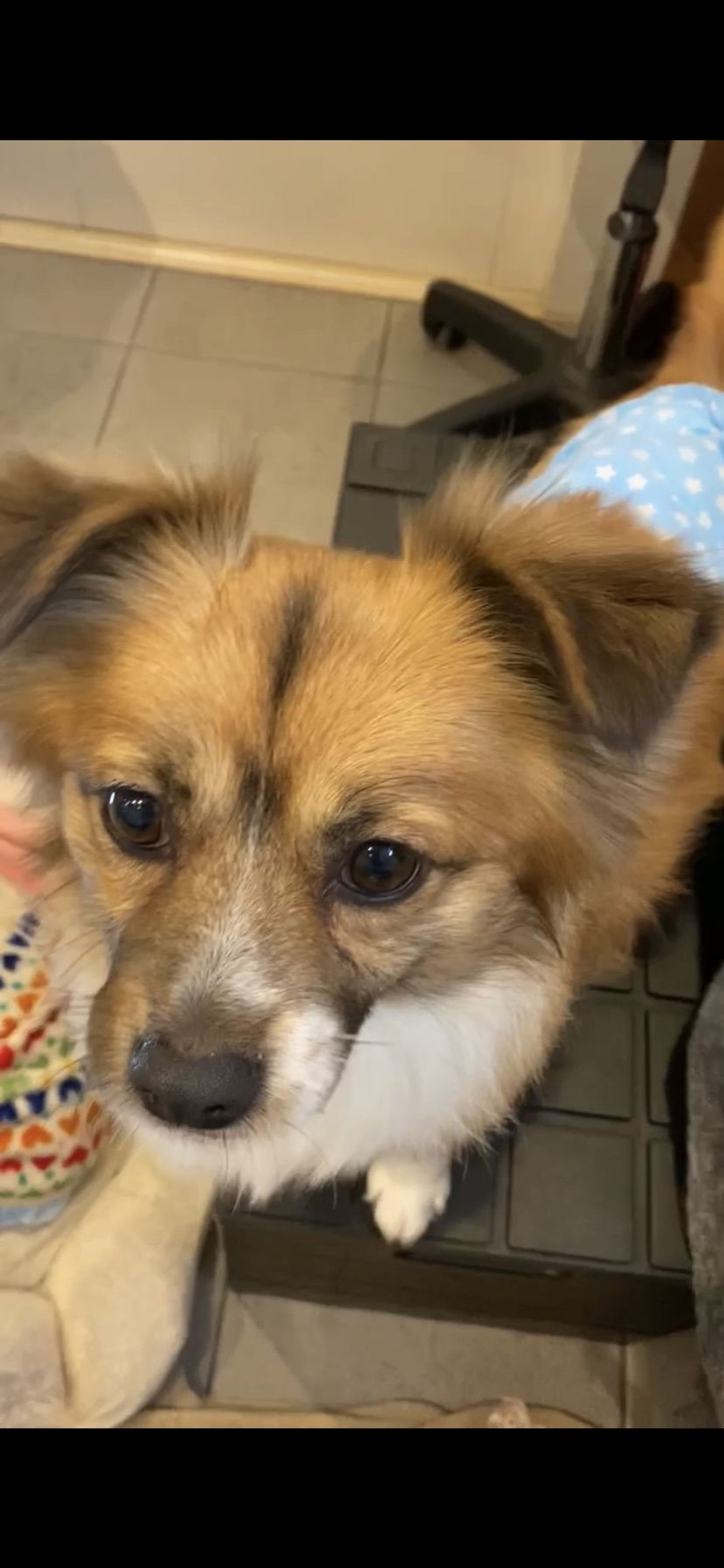 雑種（ミックス犬）・オスの里親募集の写真