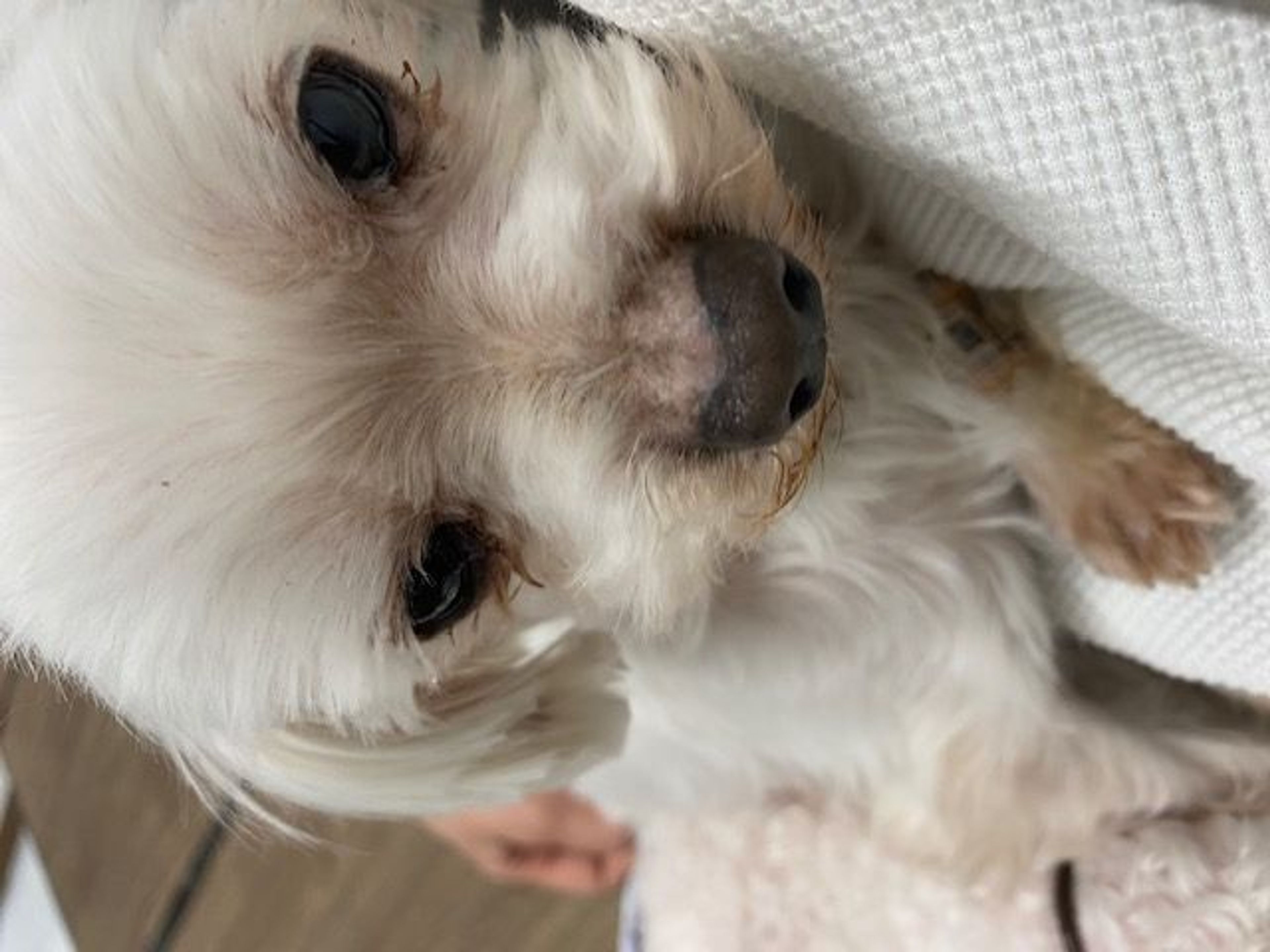 pet-image-2