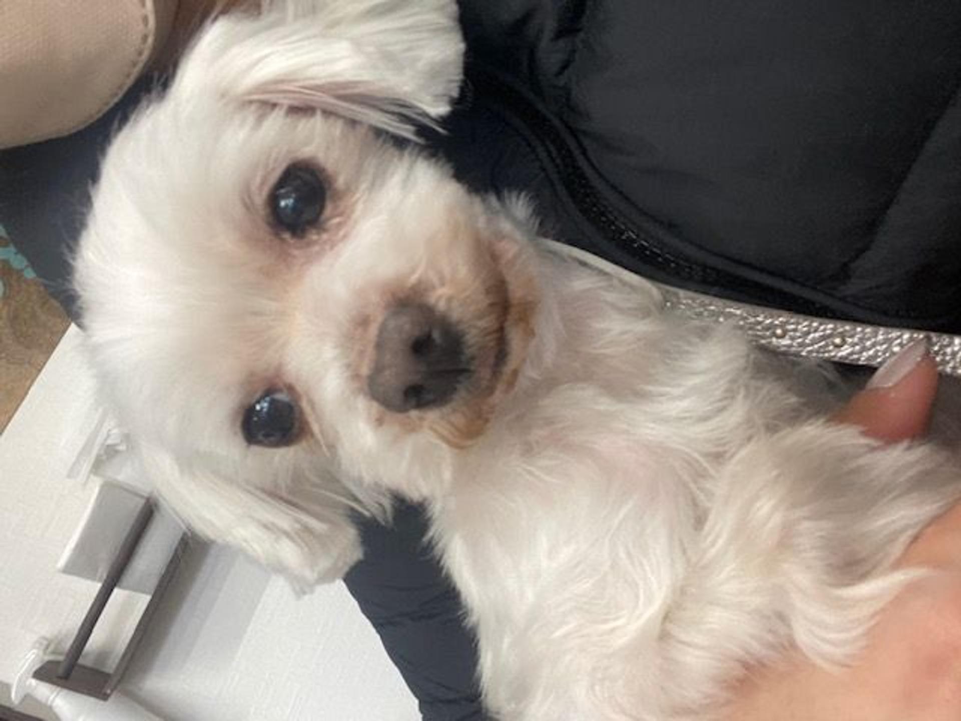 pet-image-3