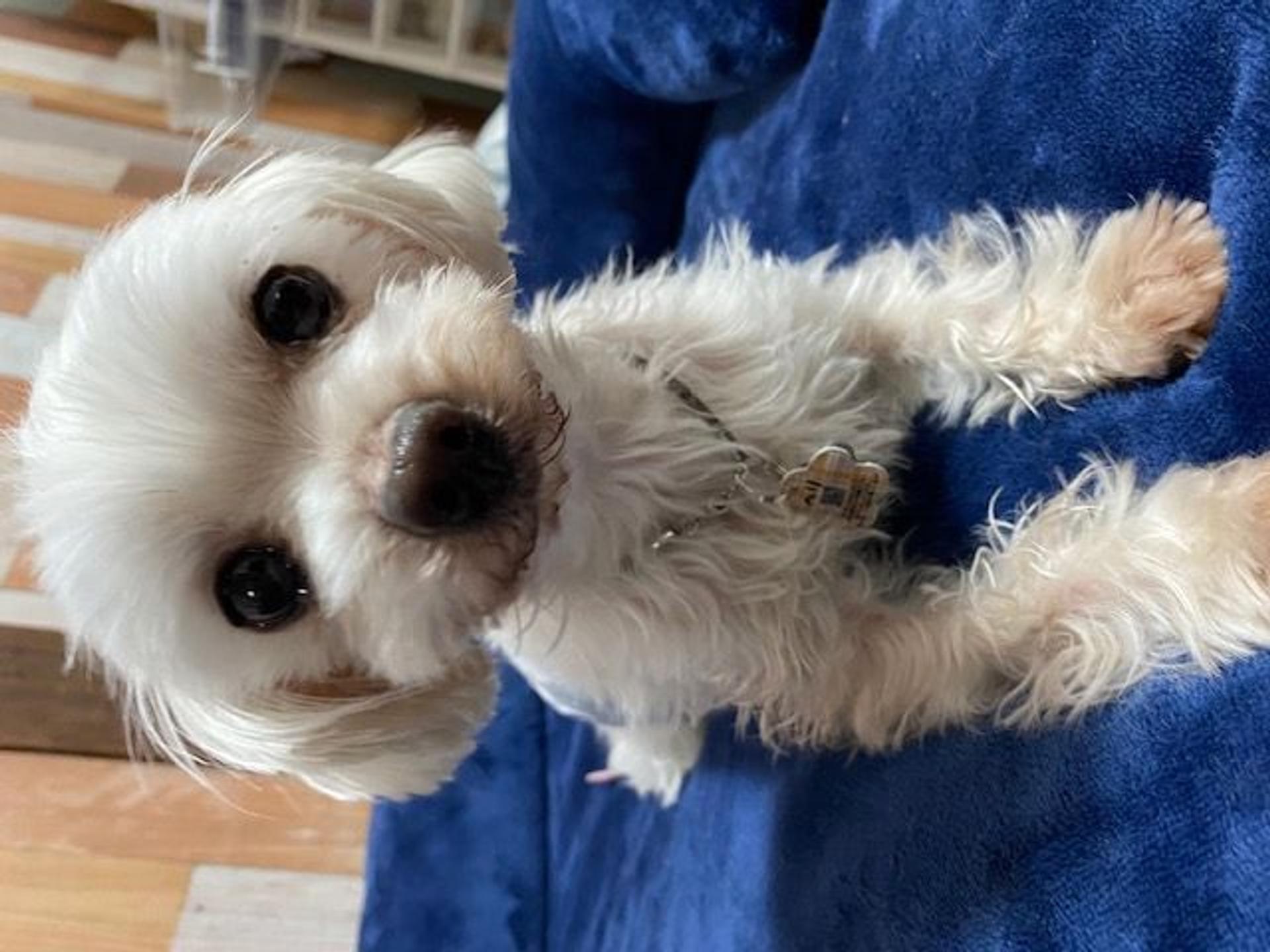 pet-image-4