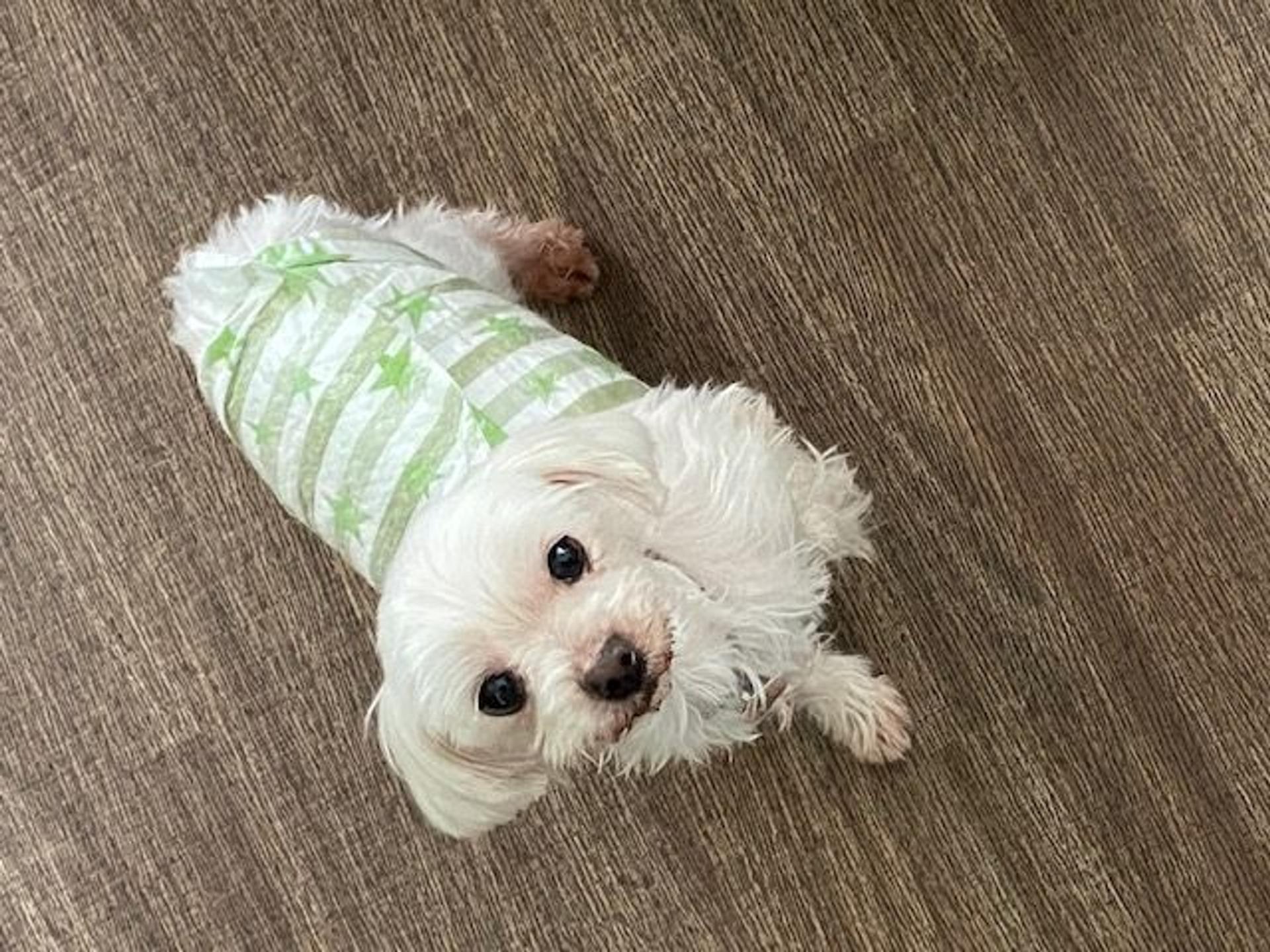 pet-image-6