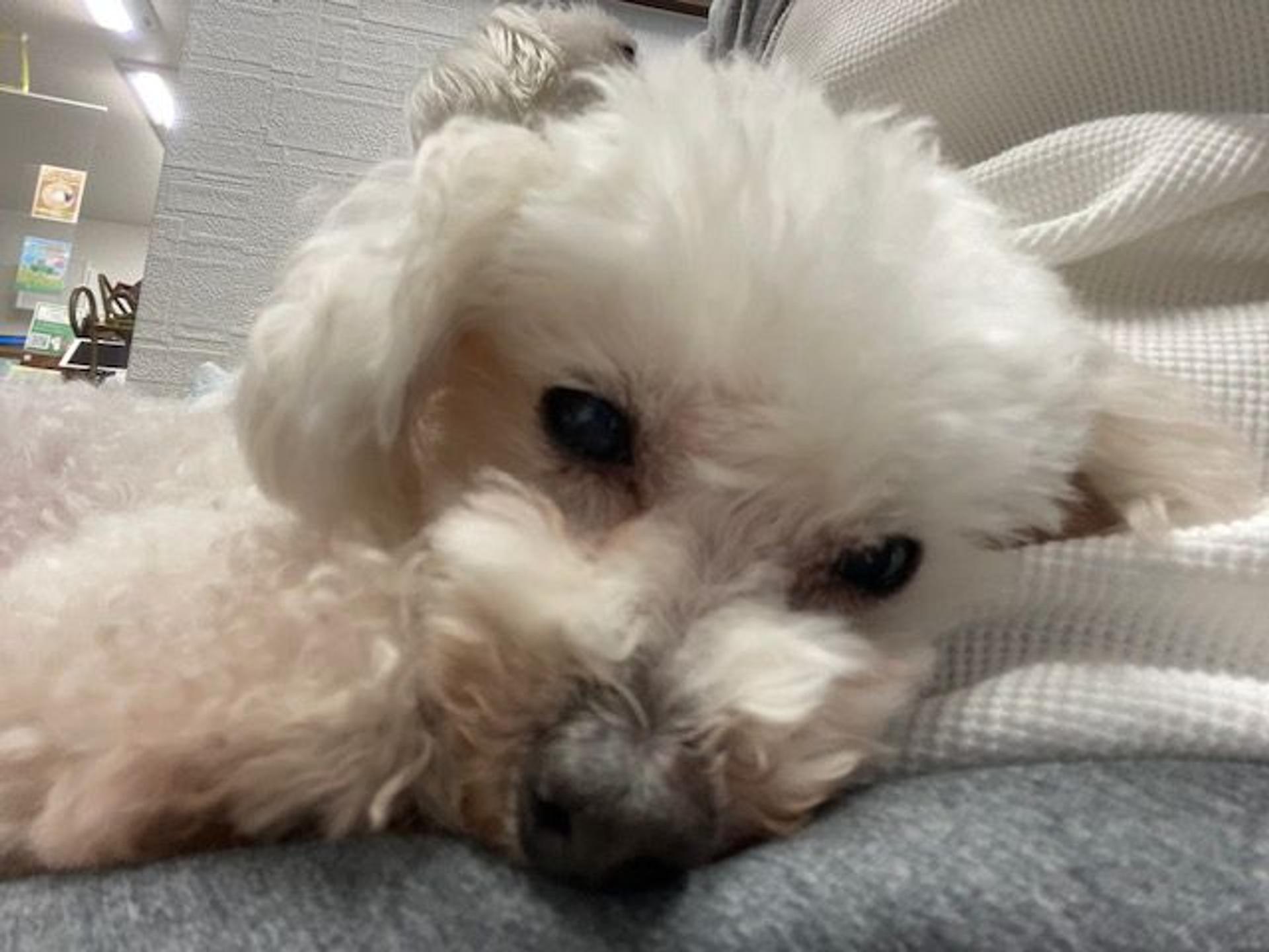 pet-image-3