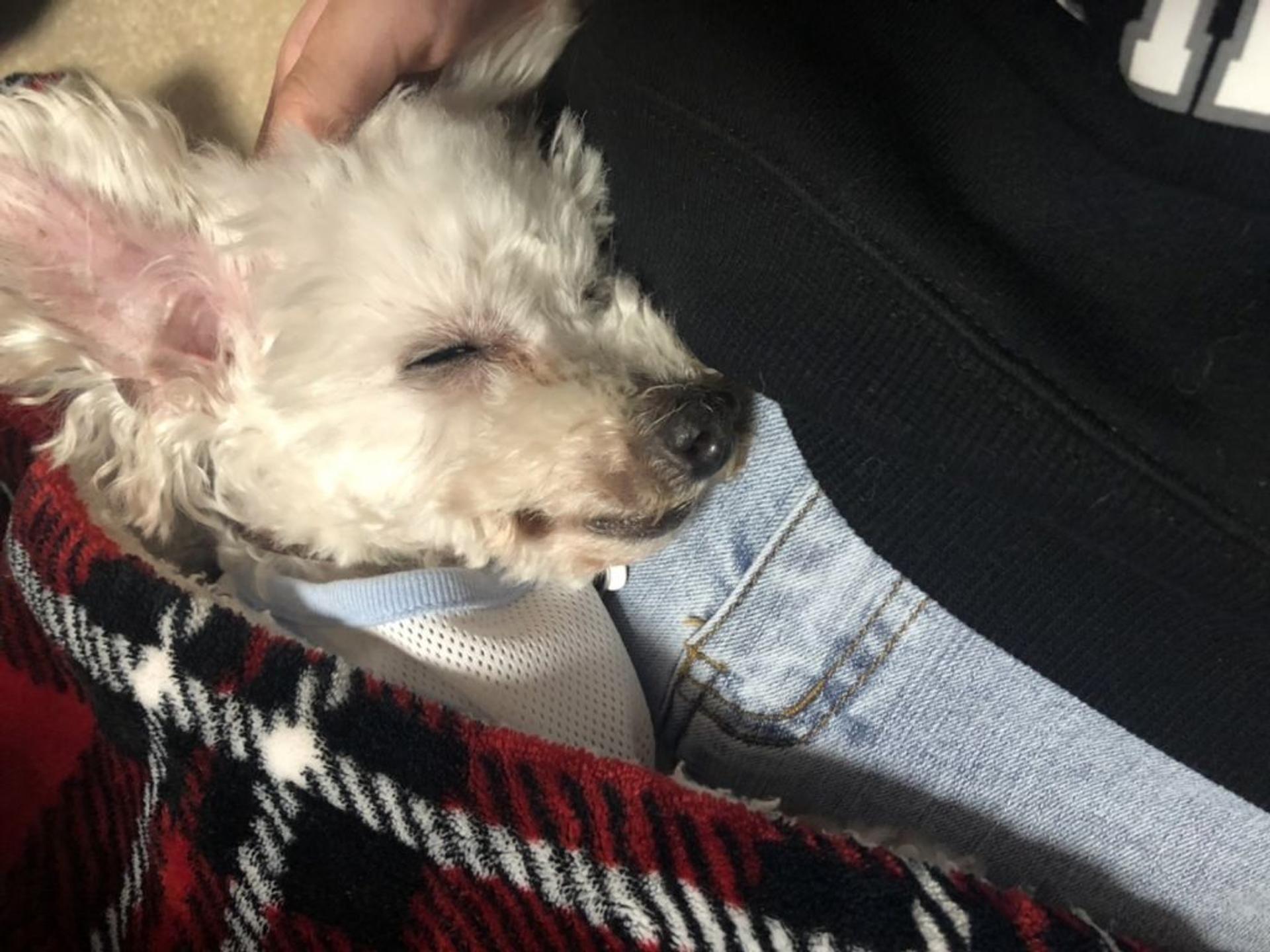 pet-image-2