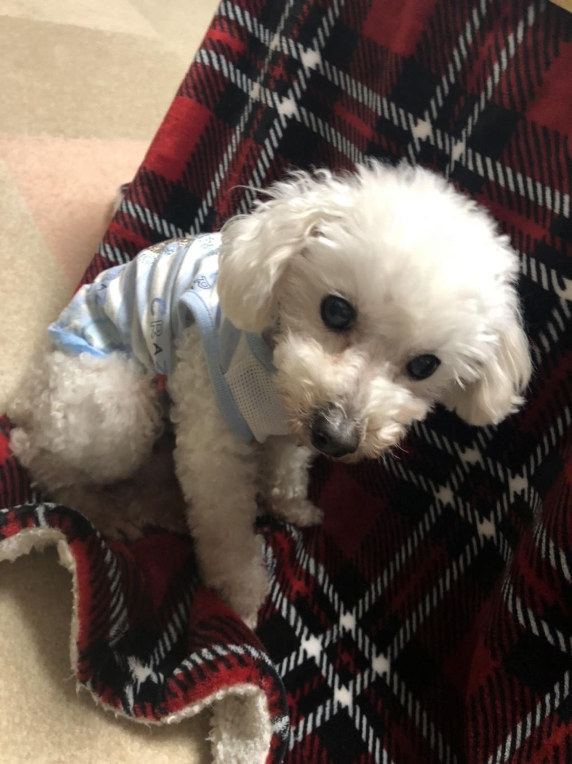 pet-image-4