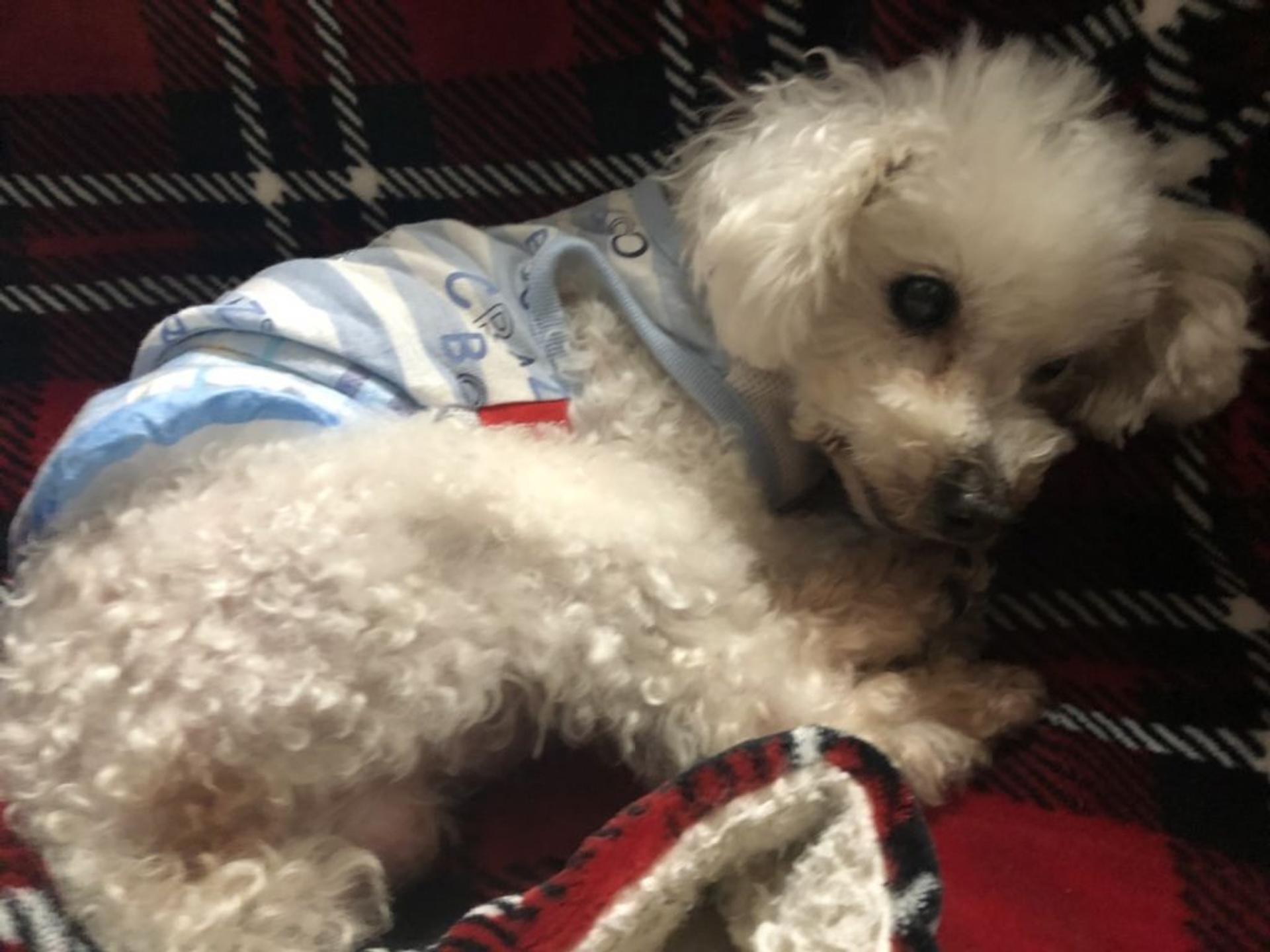 pet-image-5