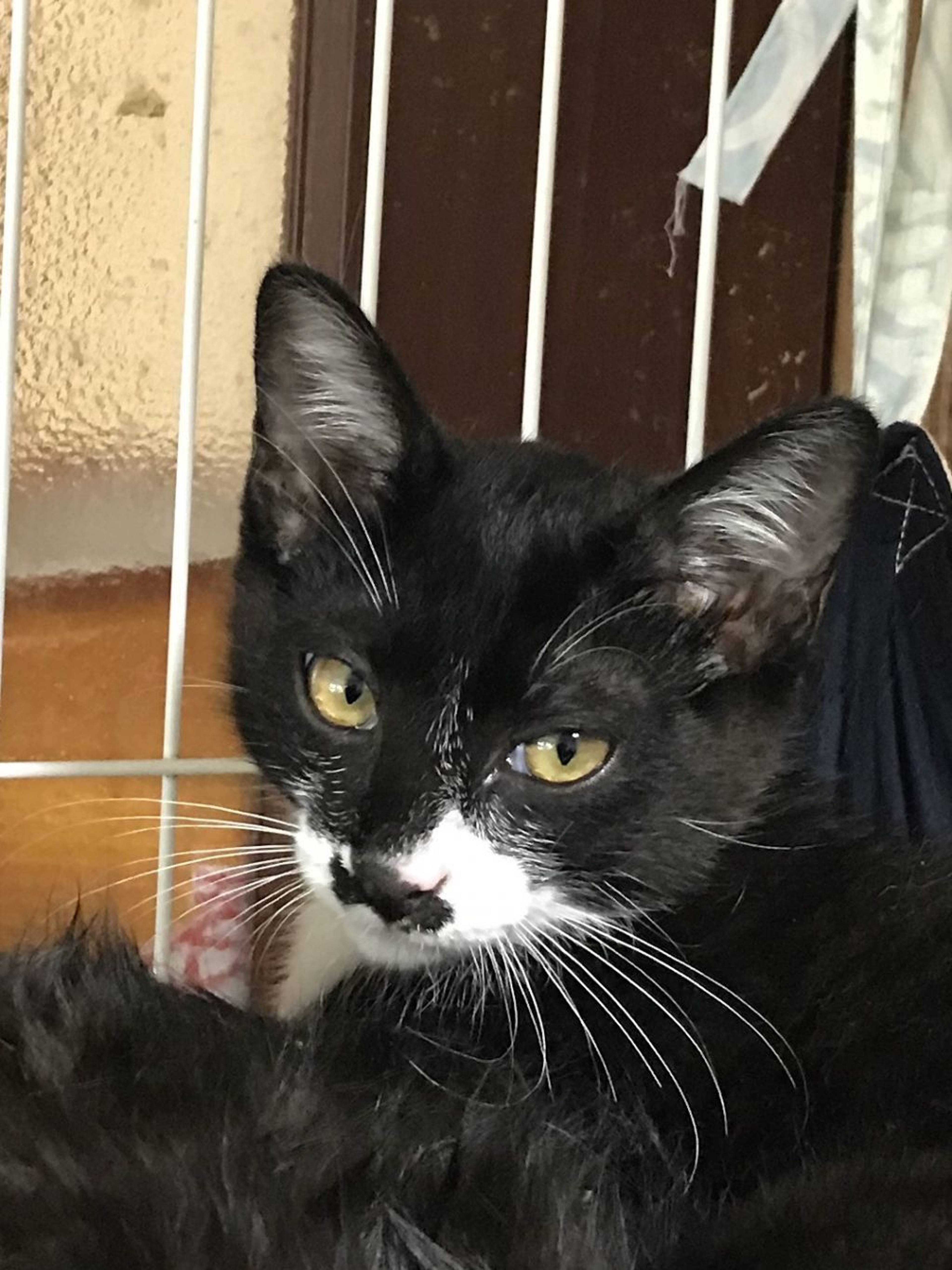 雑種（ミックス猫）・オスの里親募集の写真