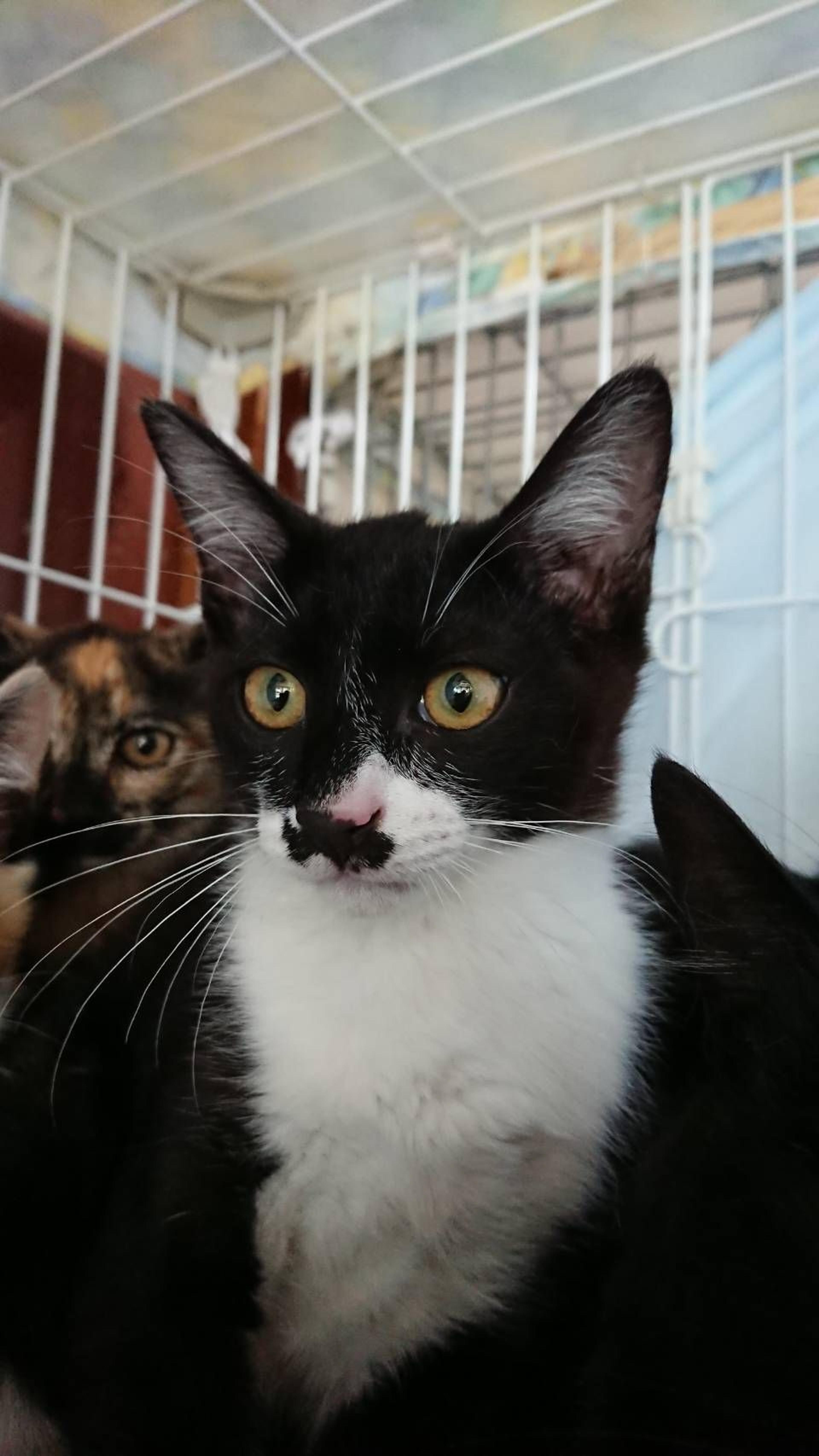 pet-image-2