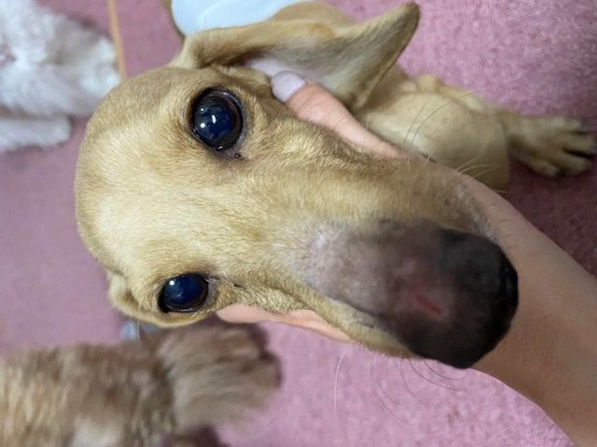 pet-image-2