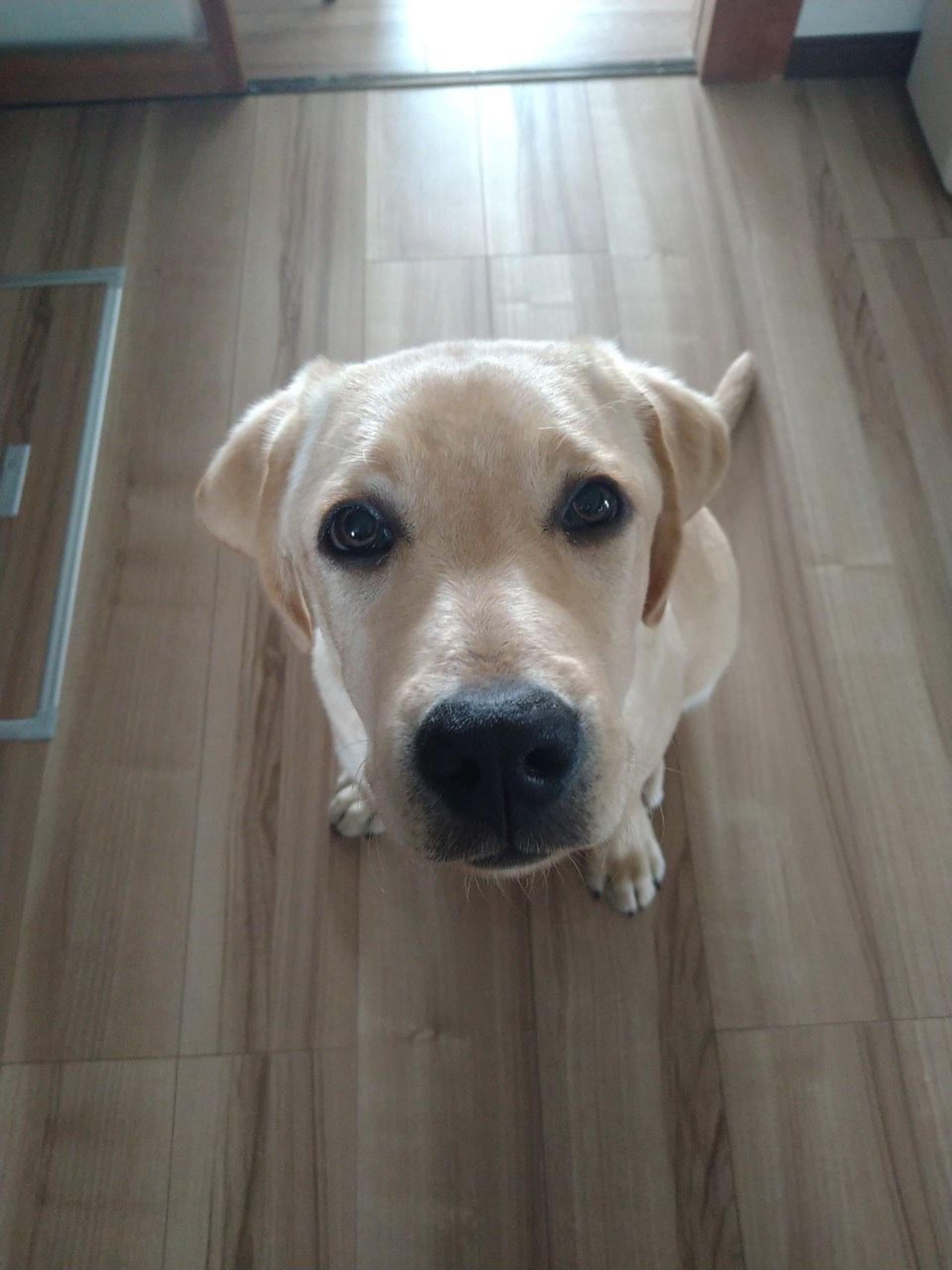 pet-image-3