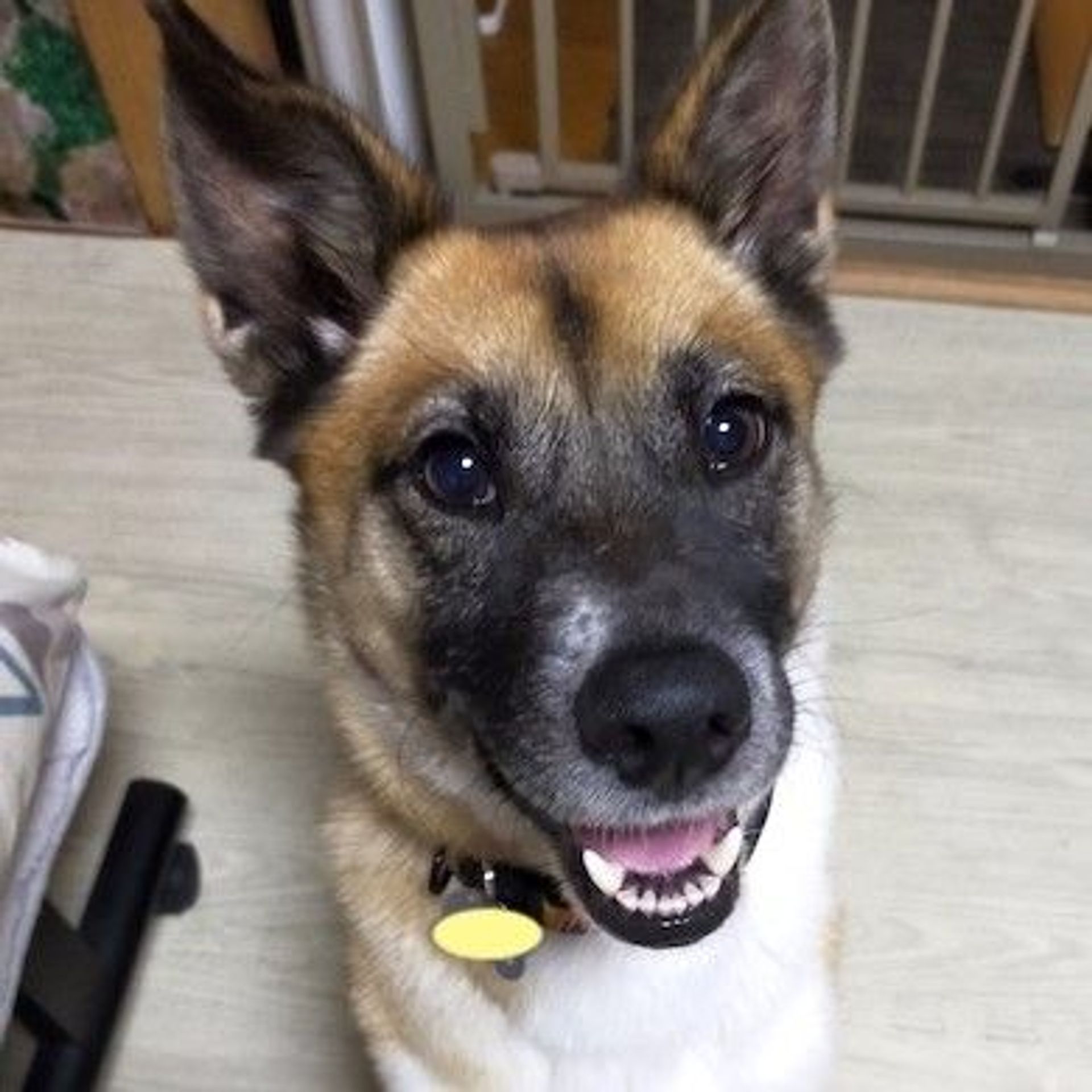 雑種（ミックス犬）・オスの里親募集の写真