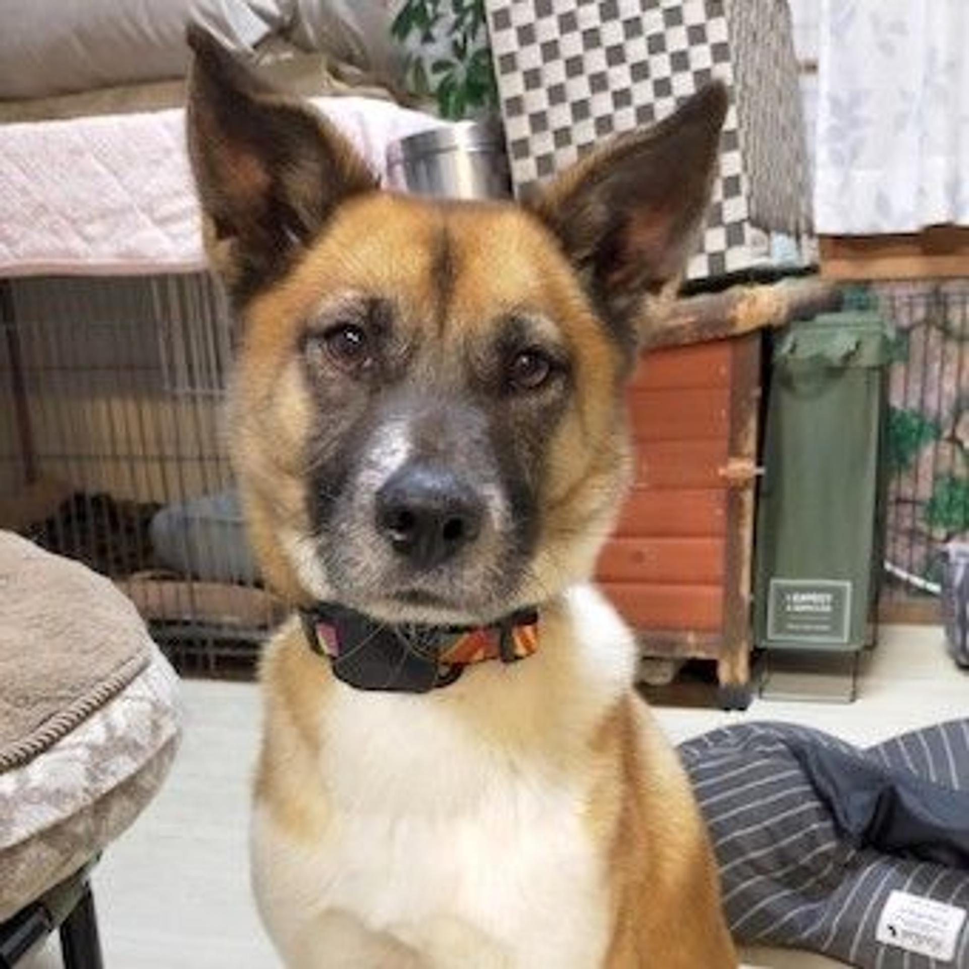 pet-image-2