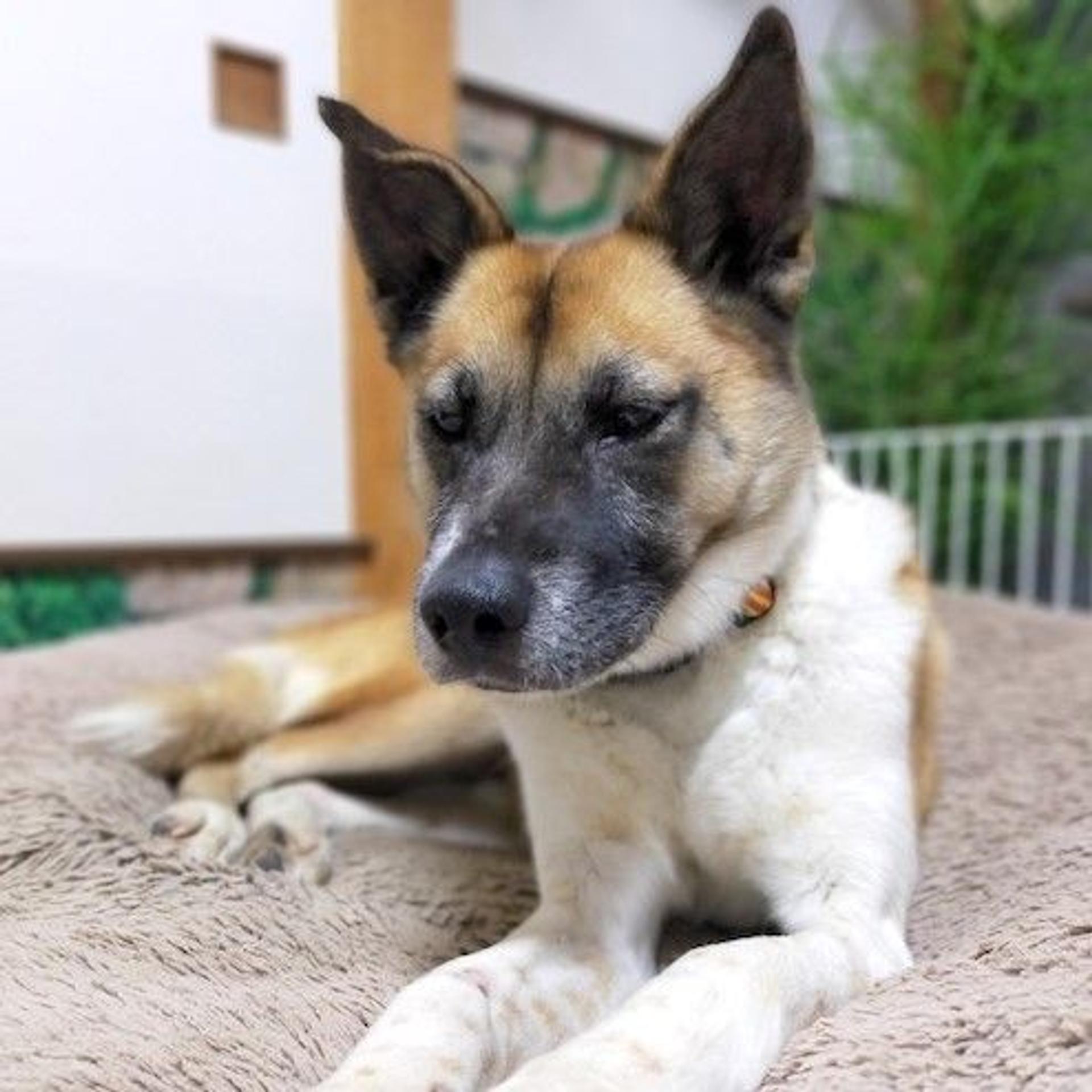 pet-image-4