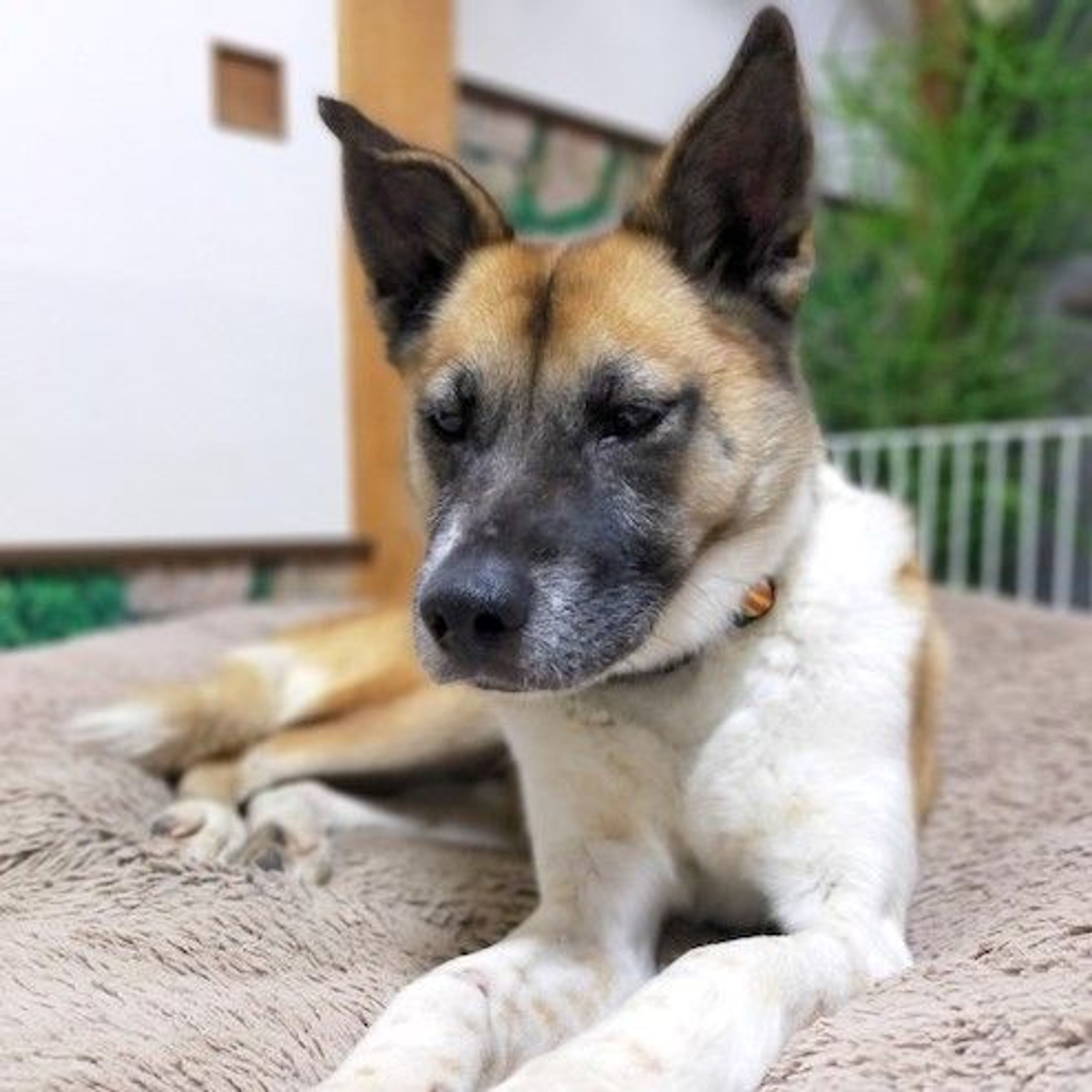 pet-image-4