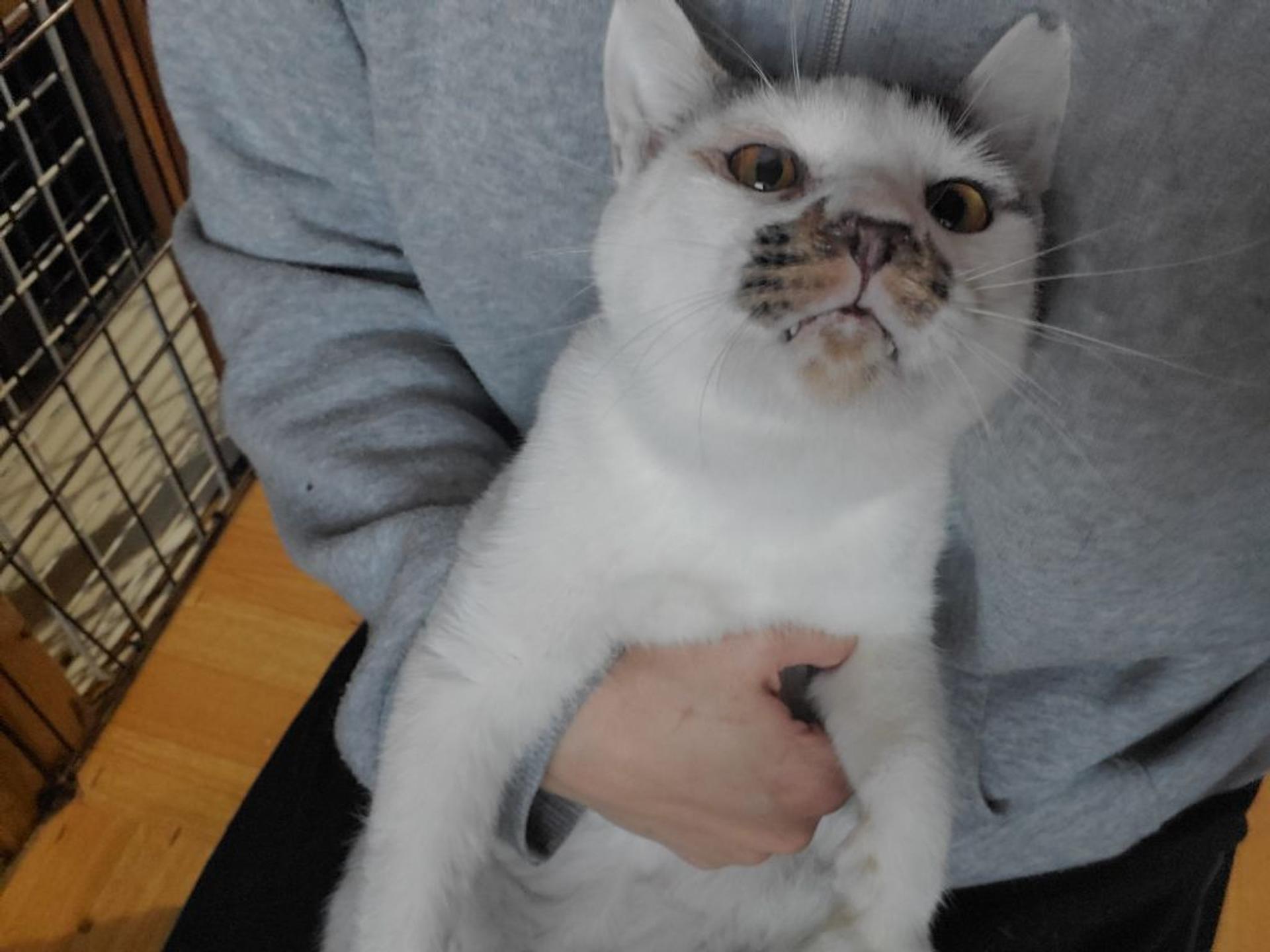 pet-image-2