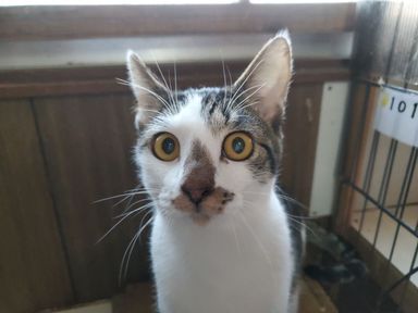 スイカの写真